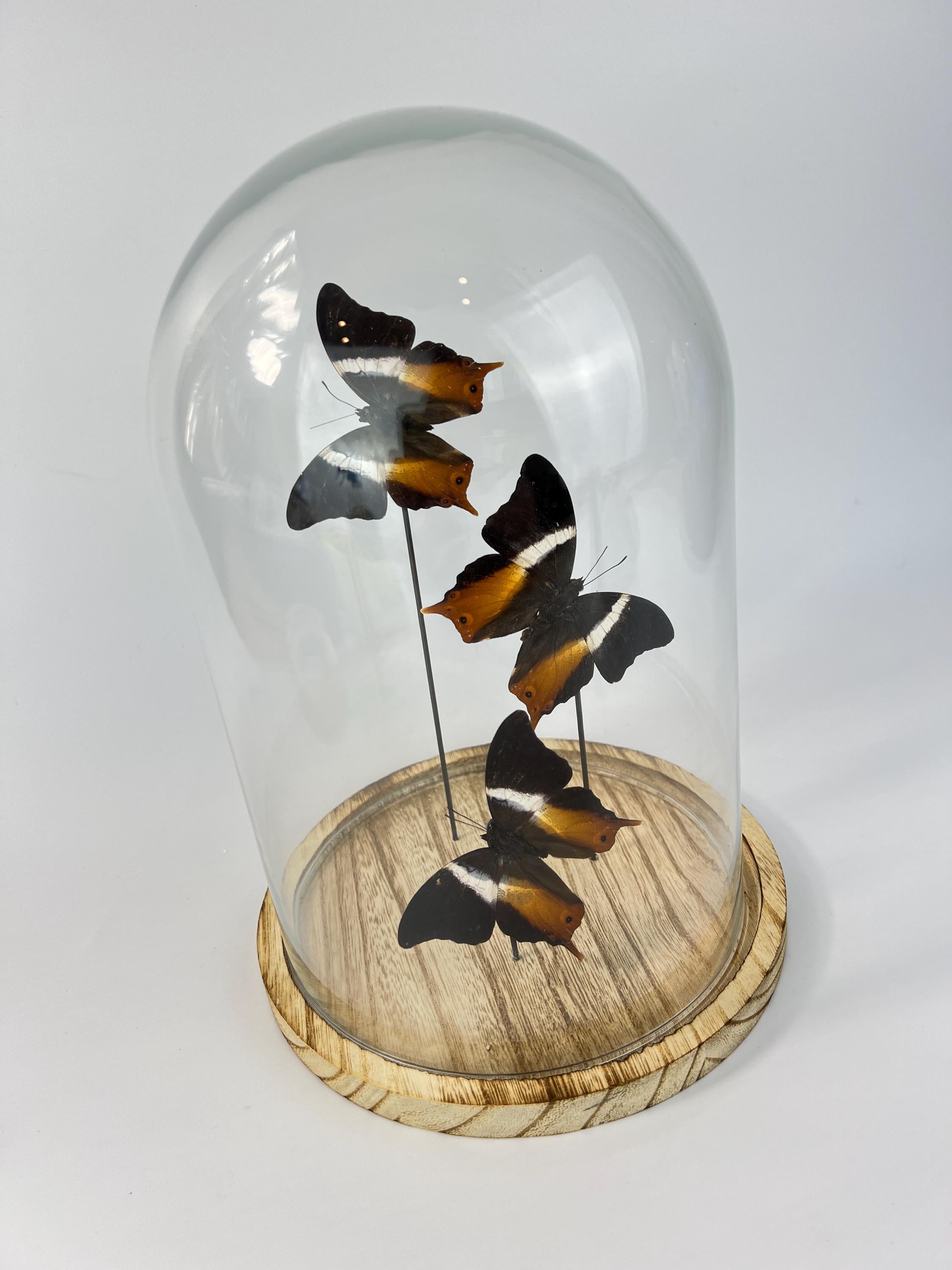 Echte vlinders Palla Publius in stolp 31x23 cm