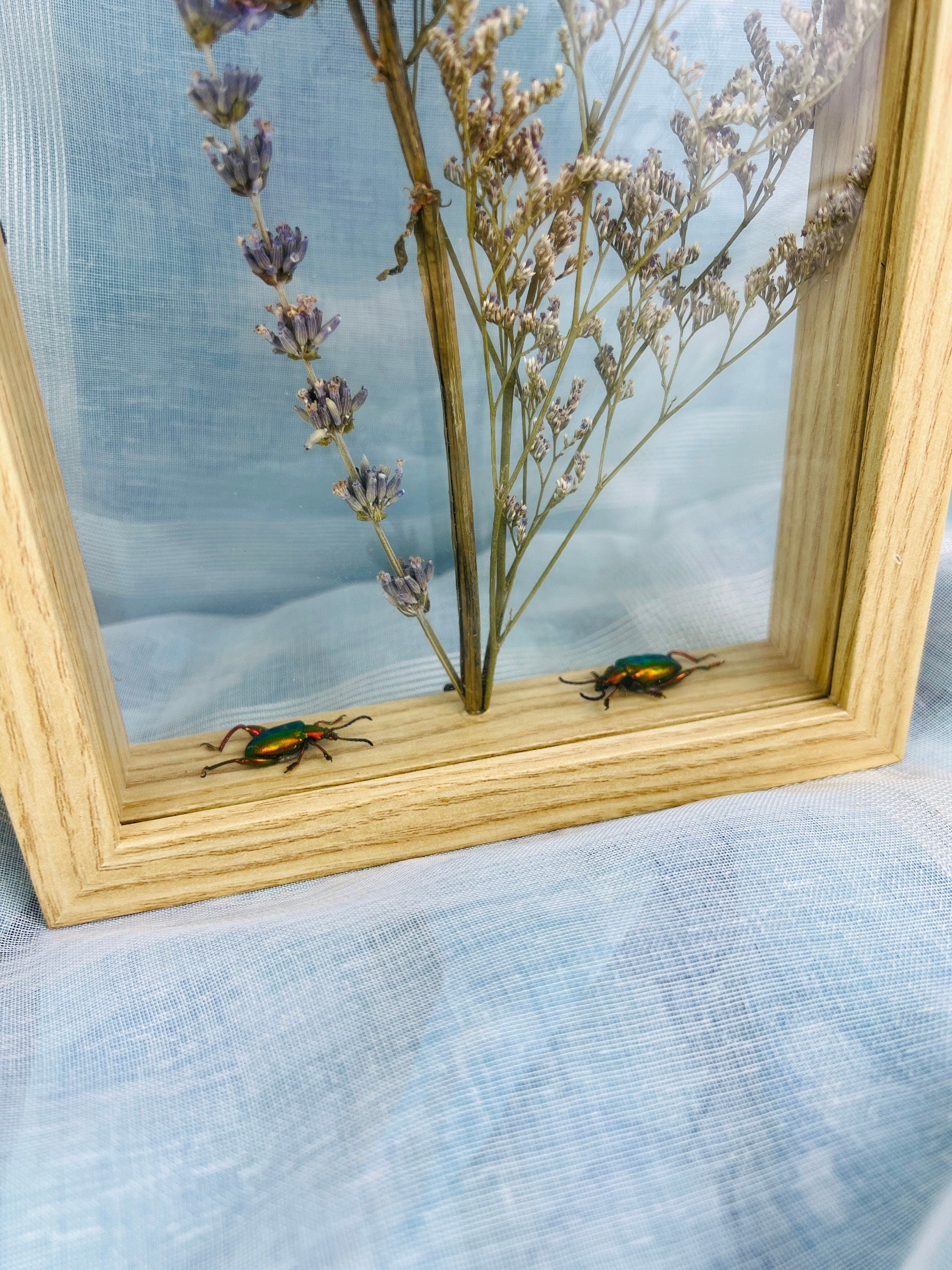 Echte insecten | Dubbelglas houten lijst met kevers en droogbloemen (22x17cm)