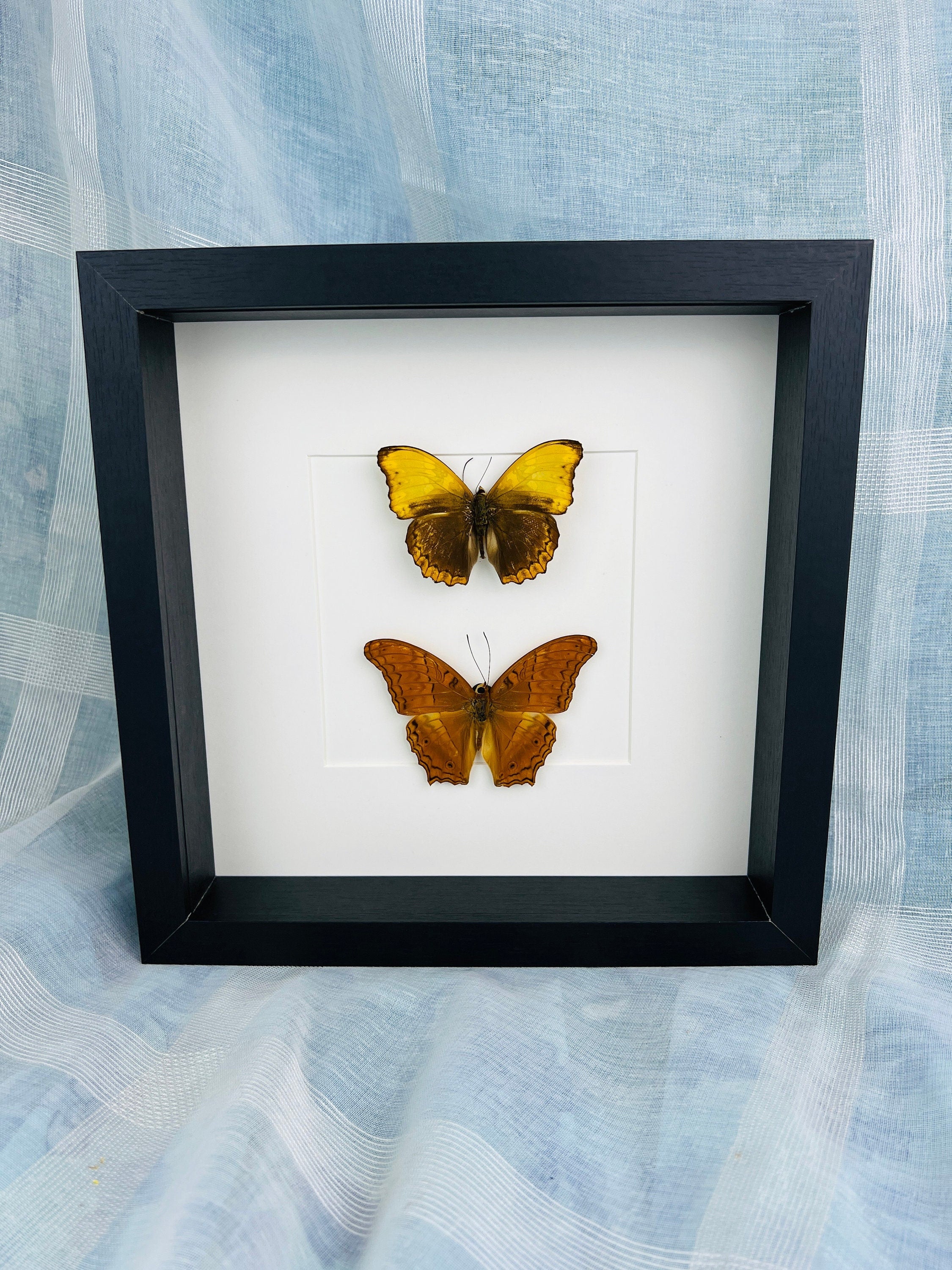 Cymothoe Haynac en Vindula Erota in lijst