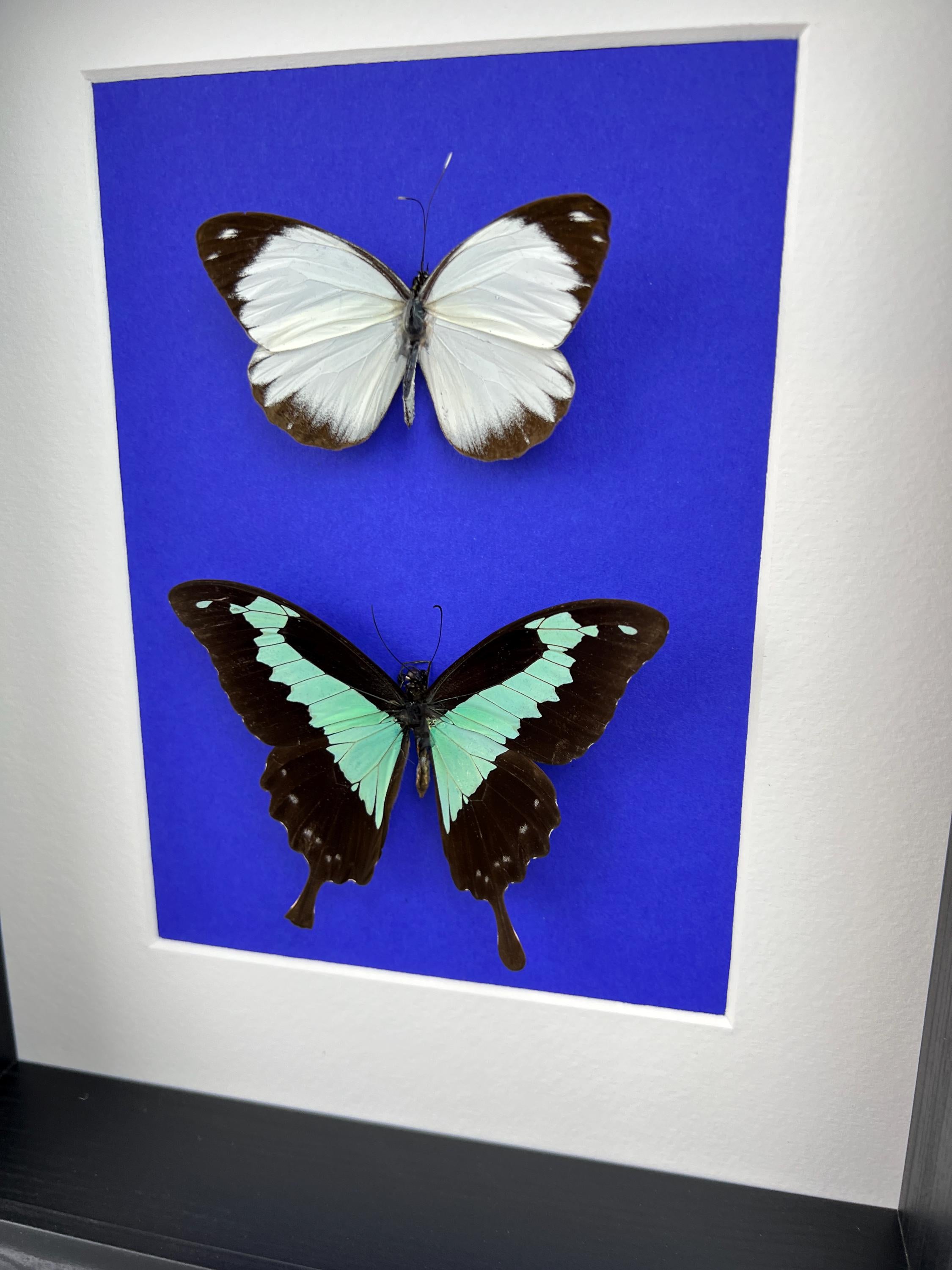 Papilio Phorcas und Appias im Rahmen