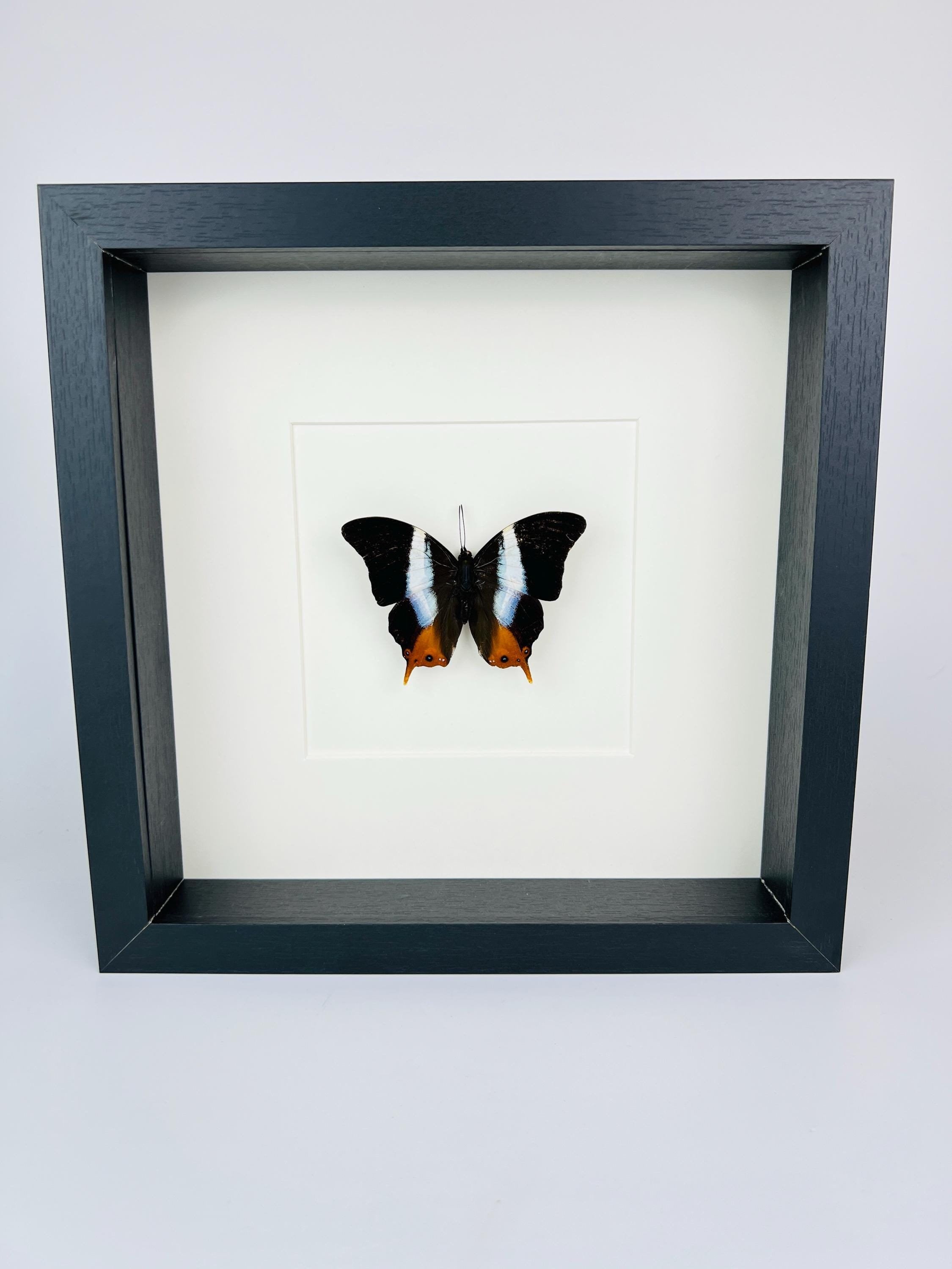 Palla Violinitens in lijst