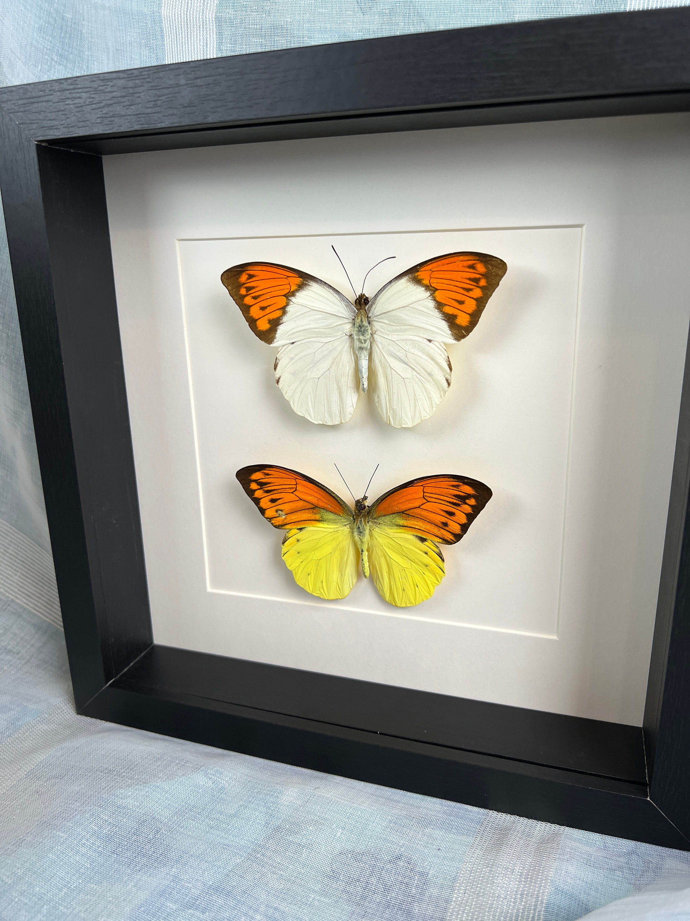 Echte vlinders Hebomoia Glaucippe en Hebomoia Leucippe in lijst 25x25cm