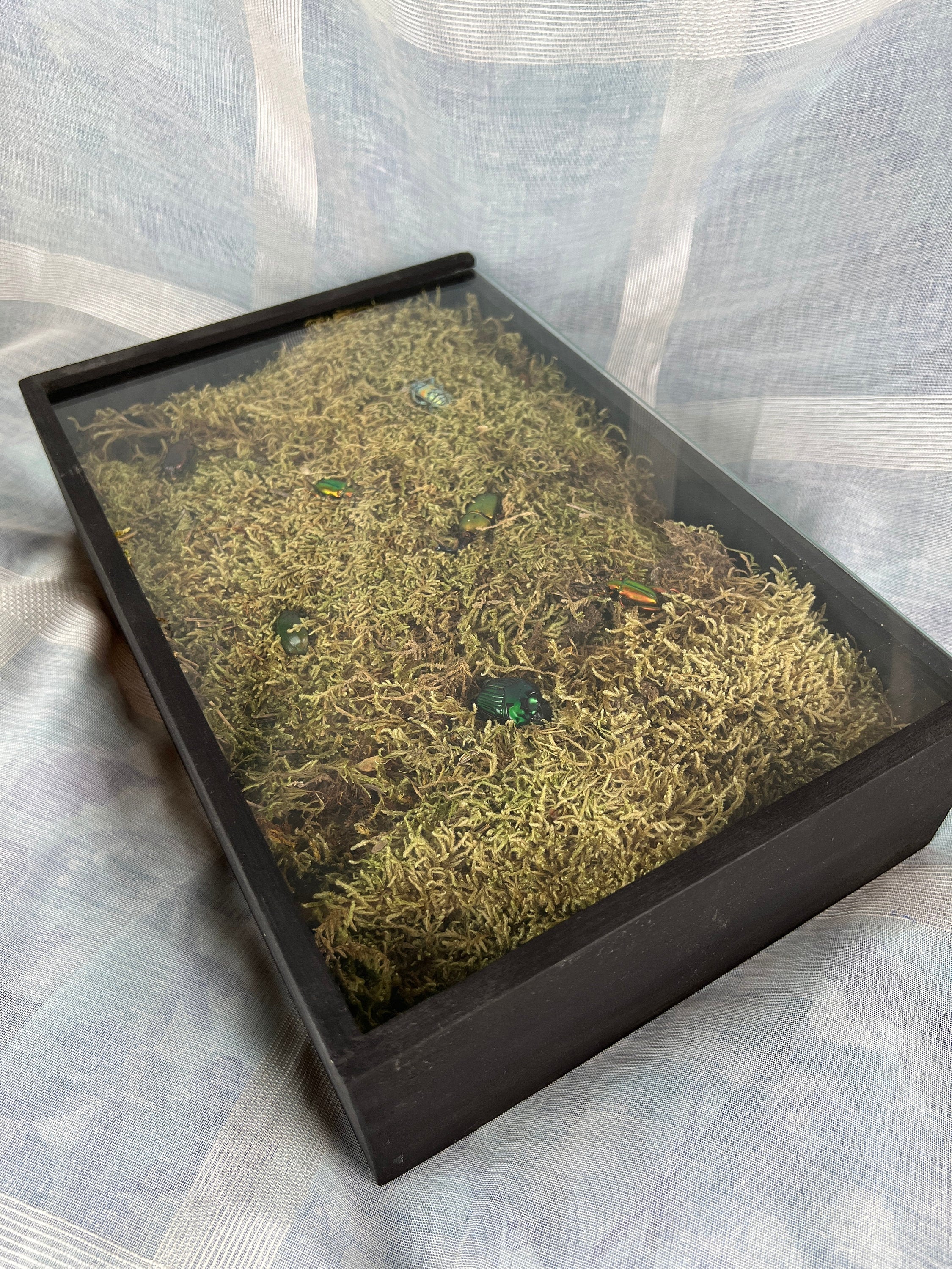 Echte insecten | 7 kevers op mos in insectendoos (31x21x8cm)