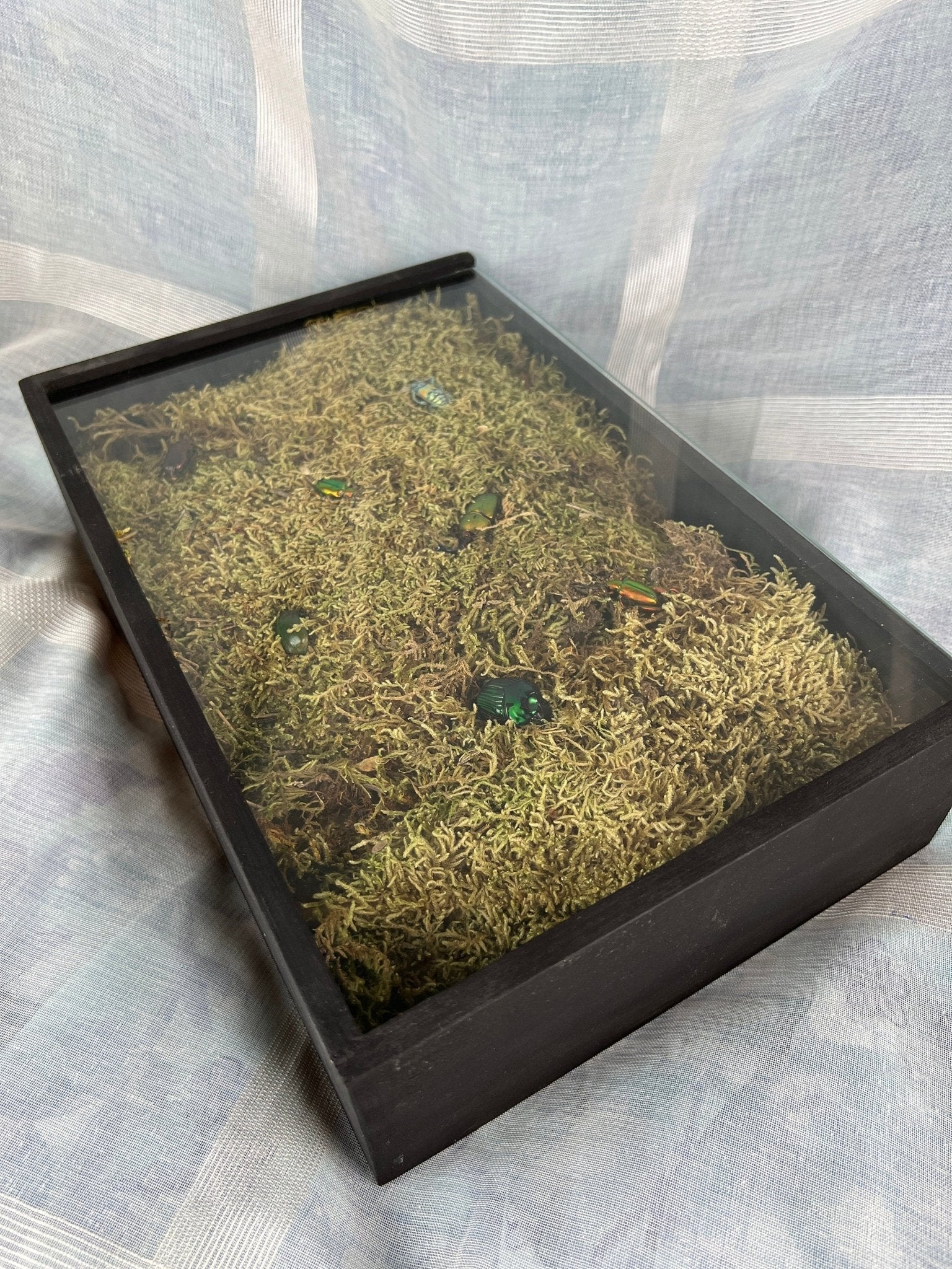 7 Käfer auf Moos in einer Insektenbox von KEY LIME STORE
