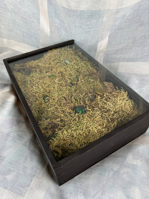 7 beetles on moss in an insect box by KEY LIME STORE