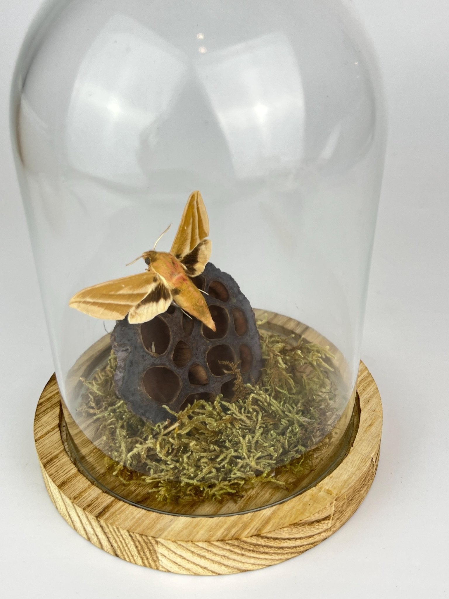 Hyles-Motte mit Moos und Lotusblüte in einer Glasglocke von KEY LIME STORE