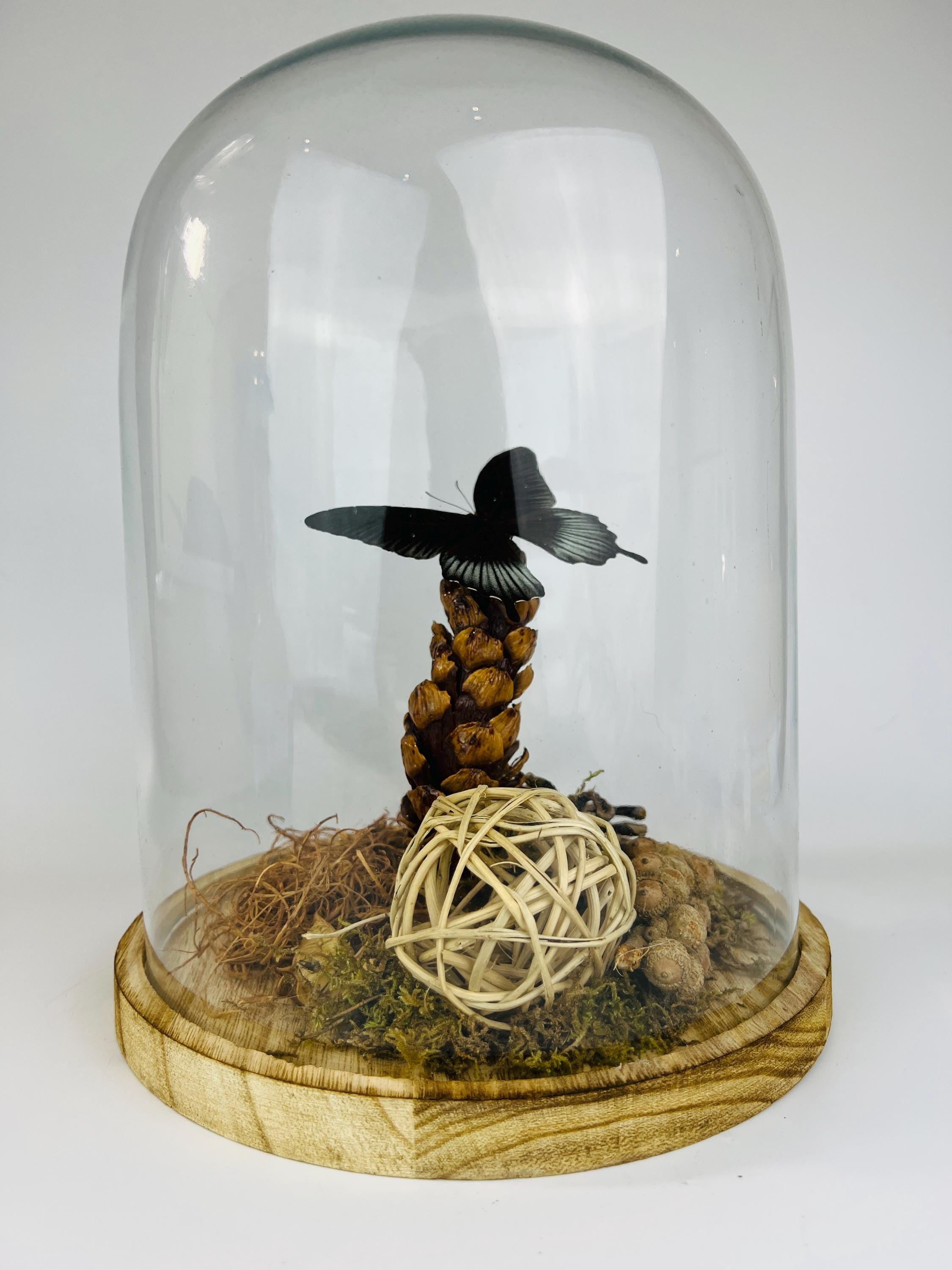 Echte vlinder | Papilio Lowi in stolp (31x23cm)