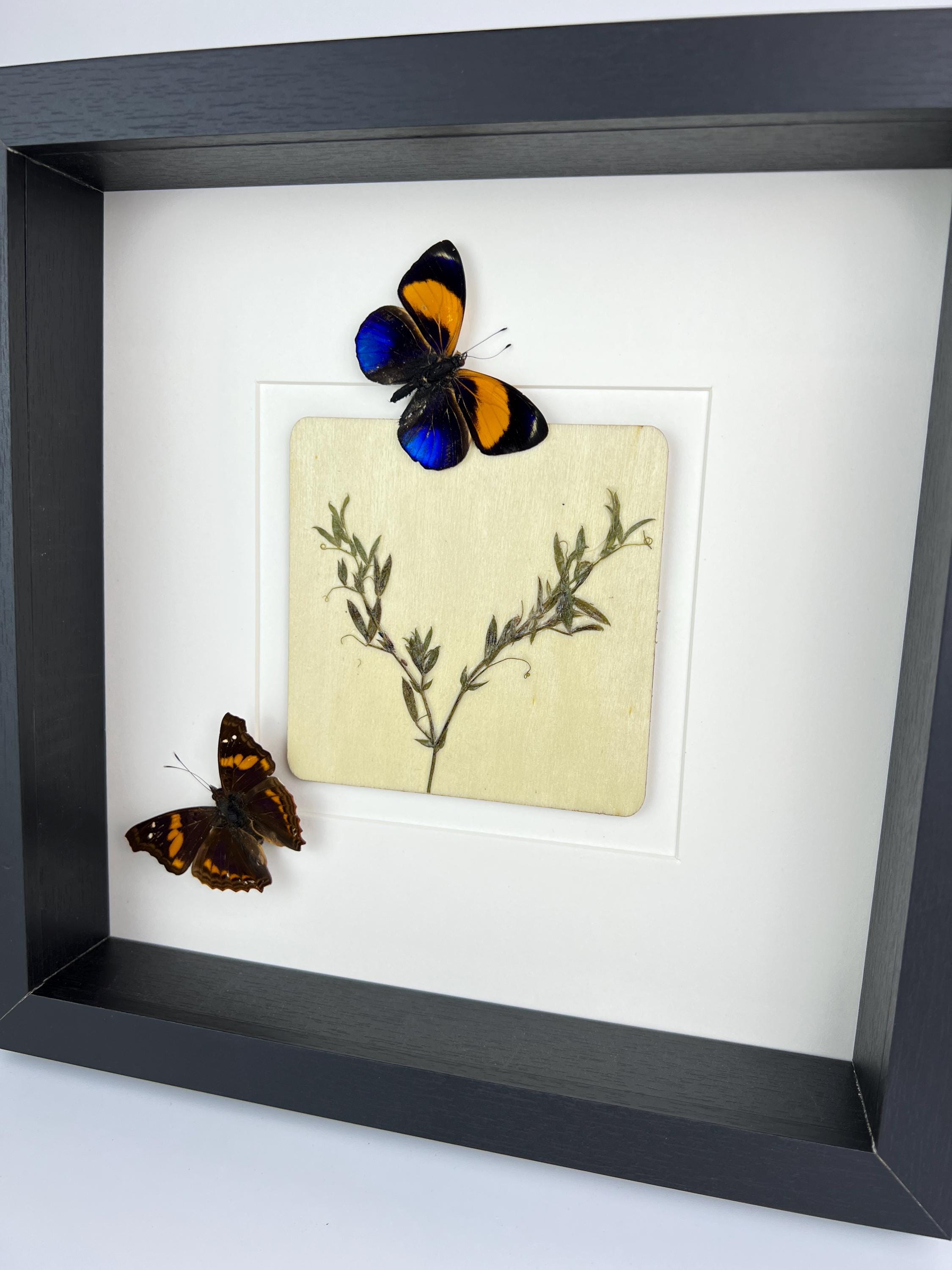 Asterope Markii und Doxocopa mit Trockenblumen im Rahmen