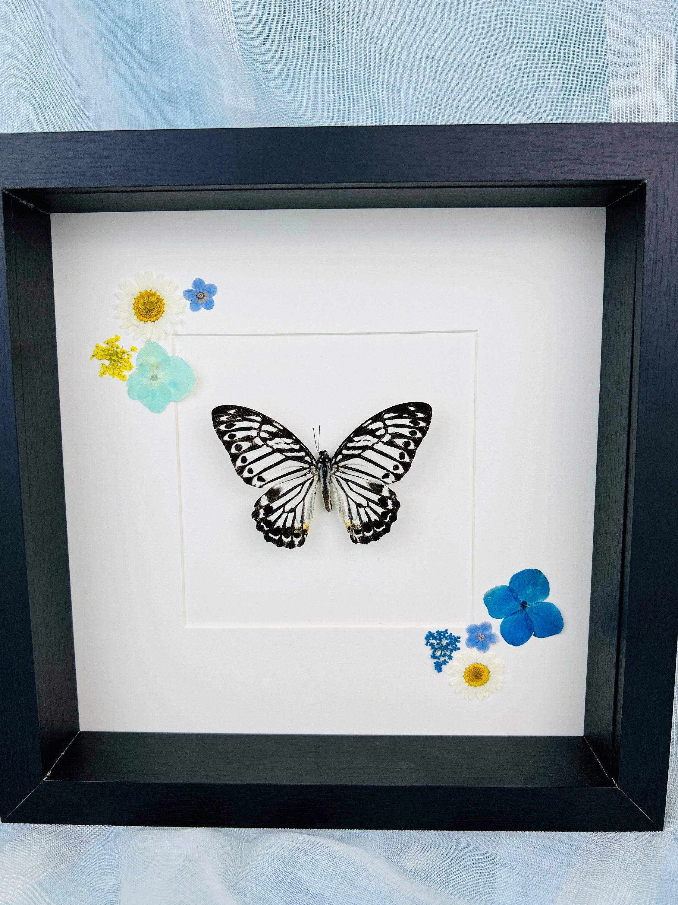 Echte vlinder | Graphium Delesserti en droogbloemen in lijst (25x25cm)