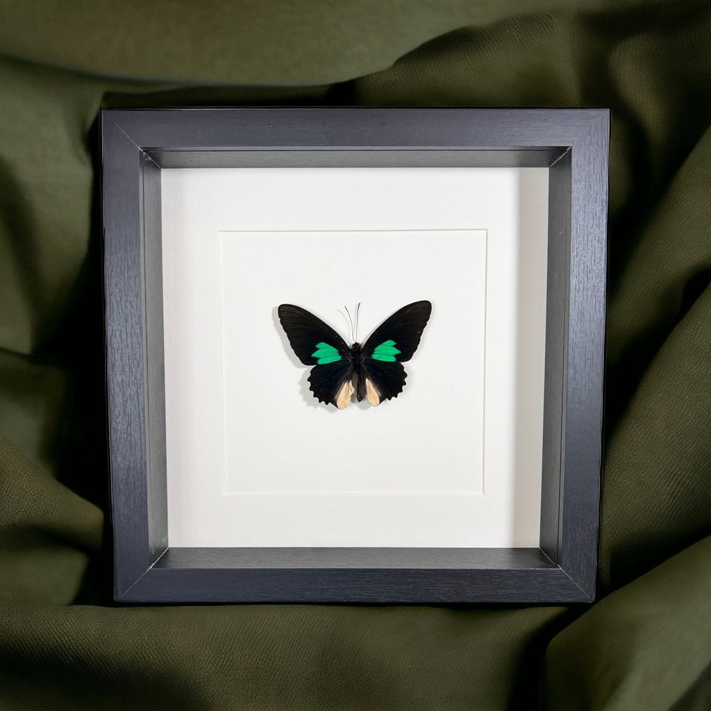 Parides in einem Rahmen von KEY LIME STORE