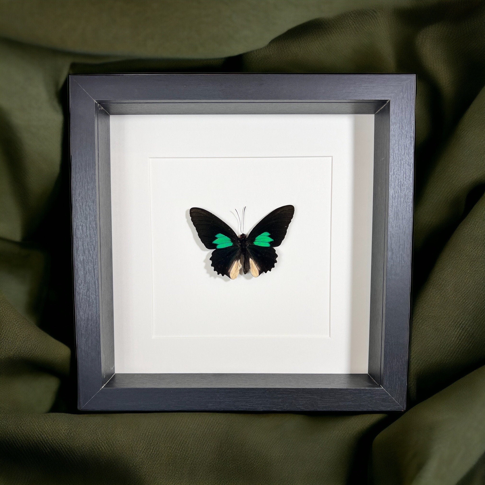 Parides in einem Rahmen von KEY LIME STORE
