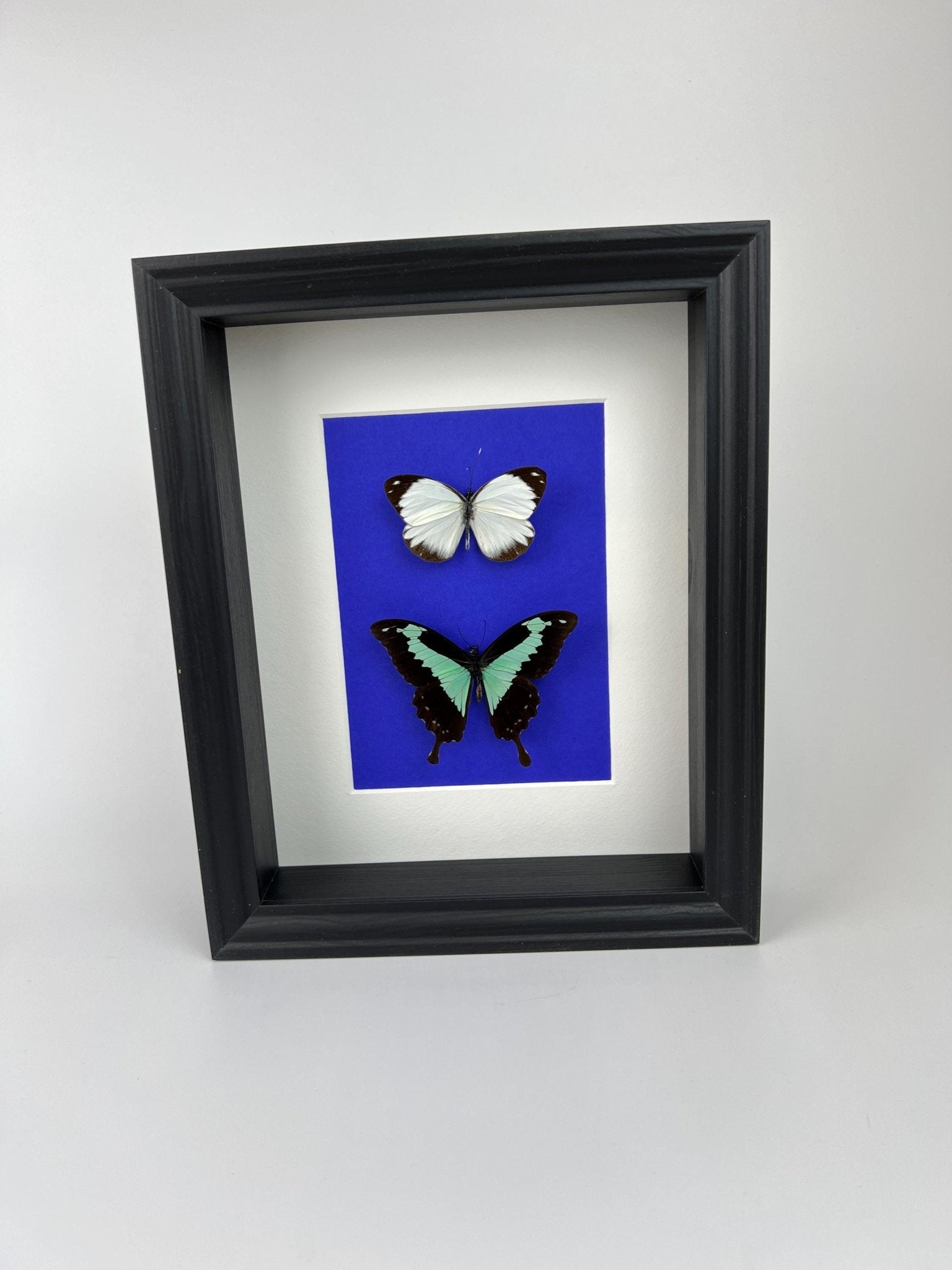 Papilio Phorcas en Appias in lijst by KEY LIME STORE