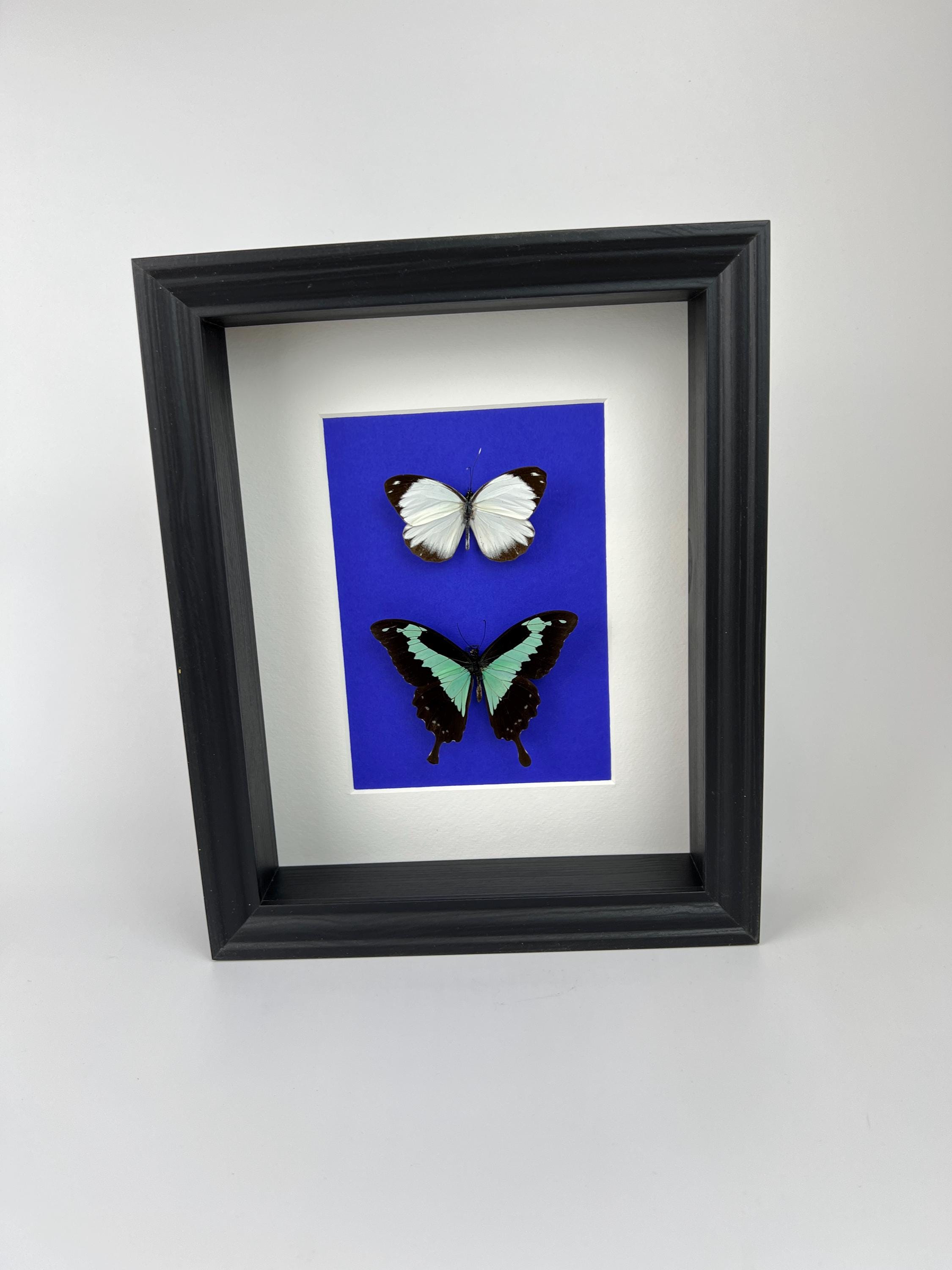 Papilio Phorcas und Appias im Rahmen