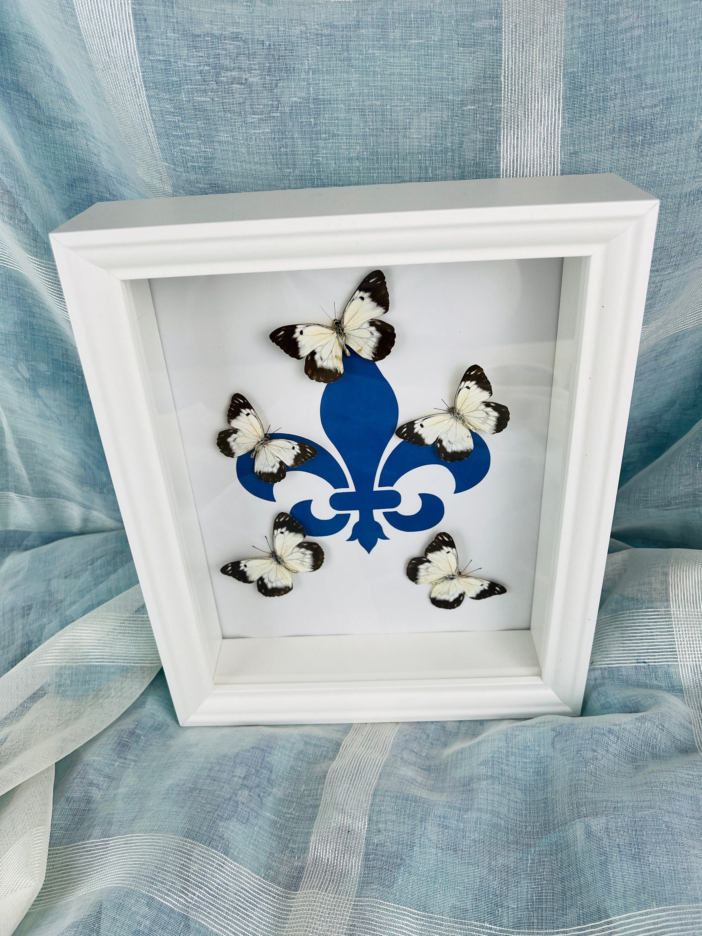 Echte vlinders | Belenois op Fleur de Lis print in lijst (28x23cm)