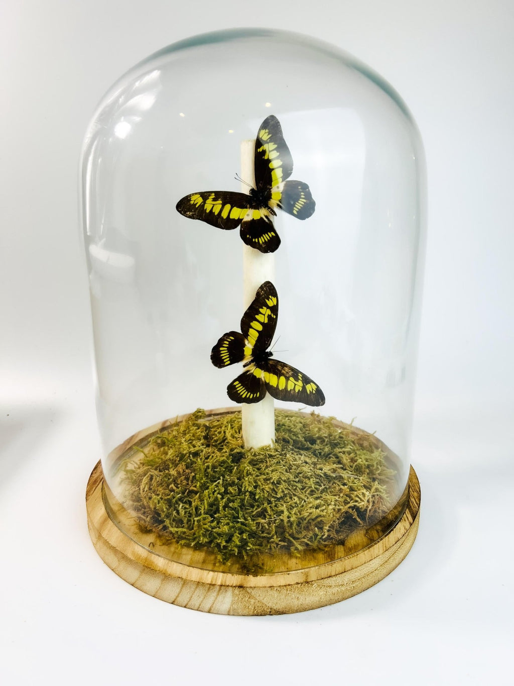 Papilio Latreillianus in einer Glasglocke von KEY LIME STORE
