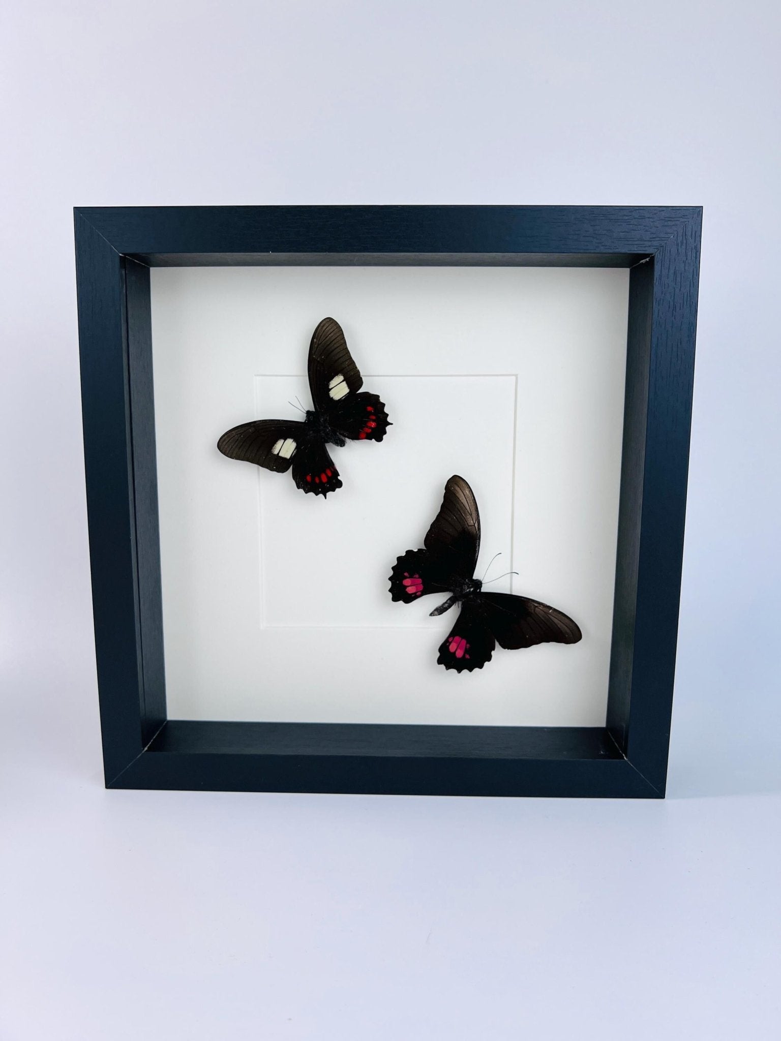 Parides und Papilio Anchisiades in einem Rahmen von KEY LIME STORE