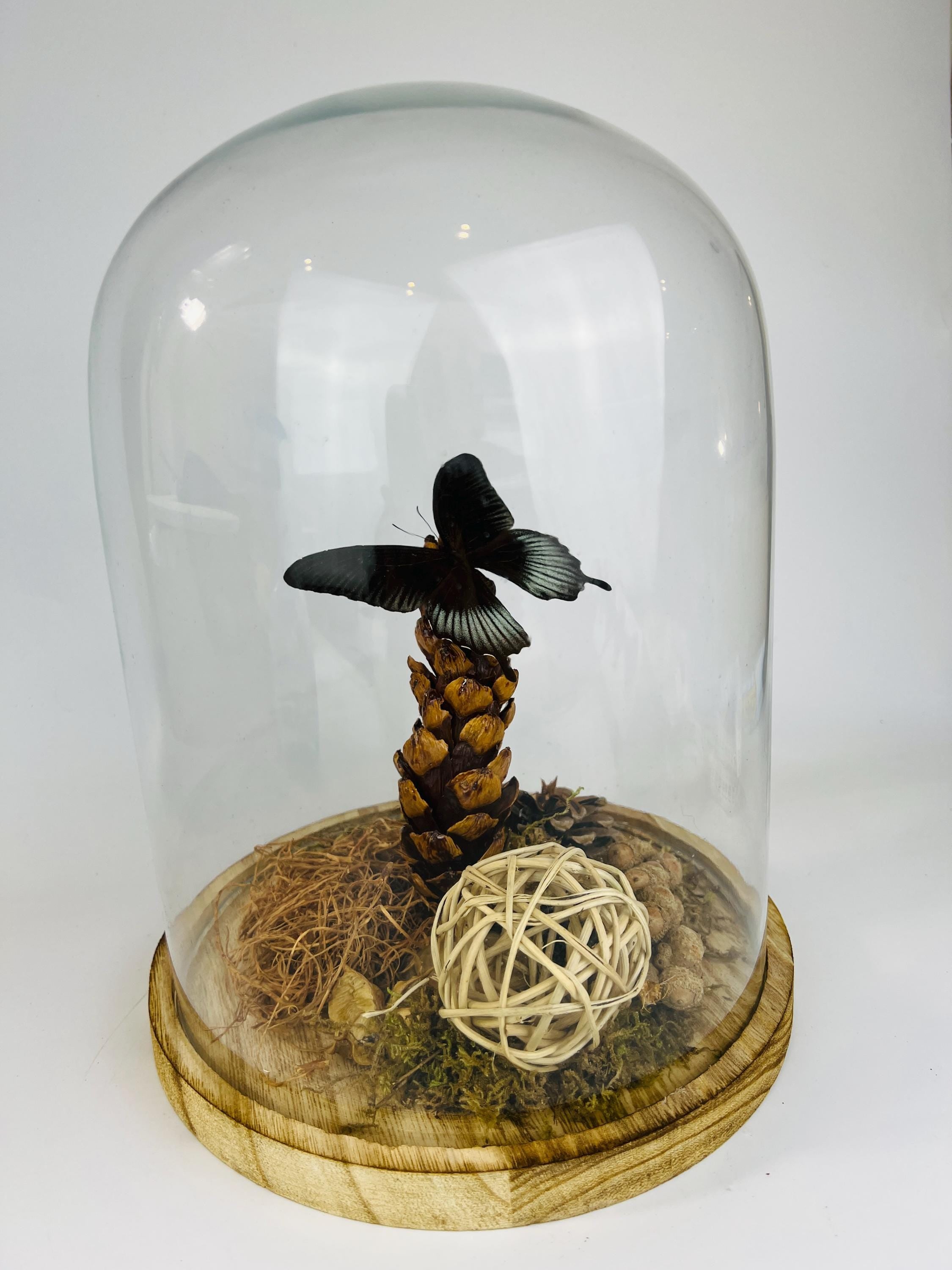 Echte vlinder | Papilio Lowi in stolp (31x23cm)