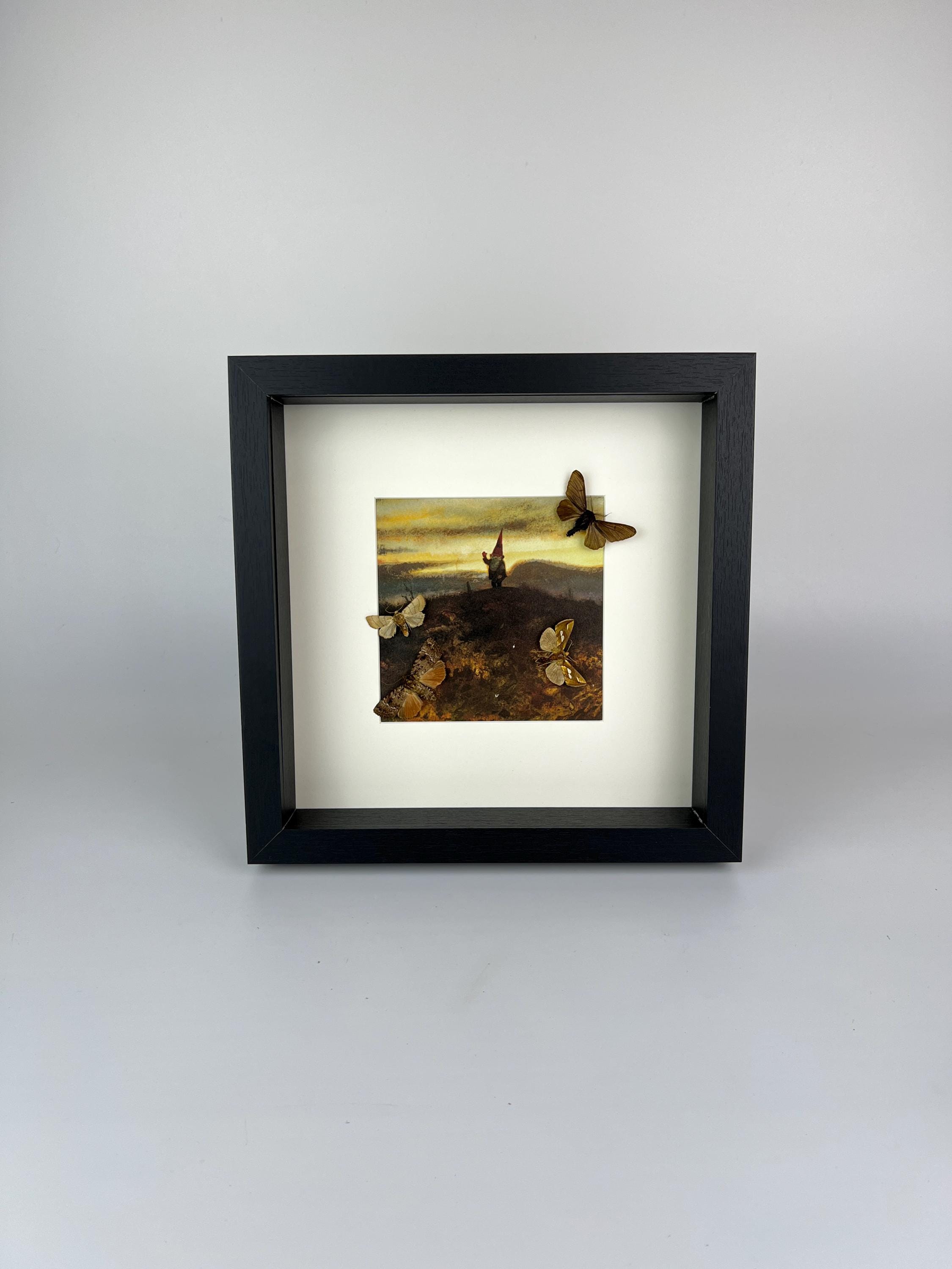 Motten und Schmetterlinge als Druck in einem Rahmen