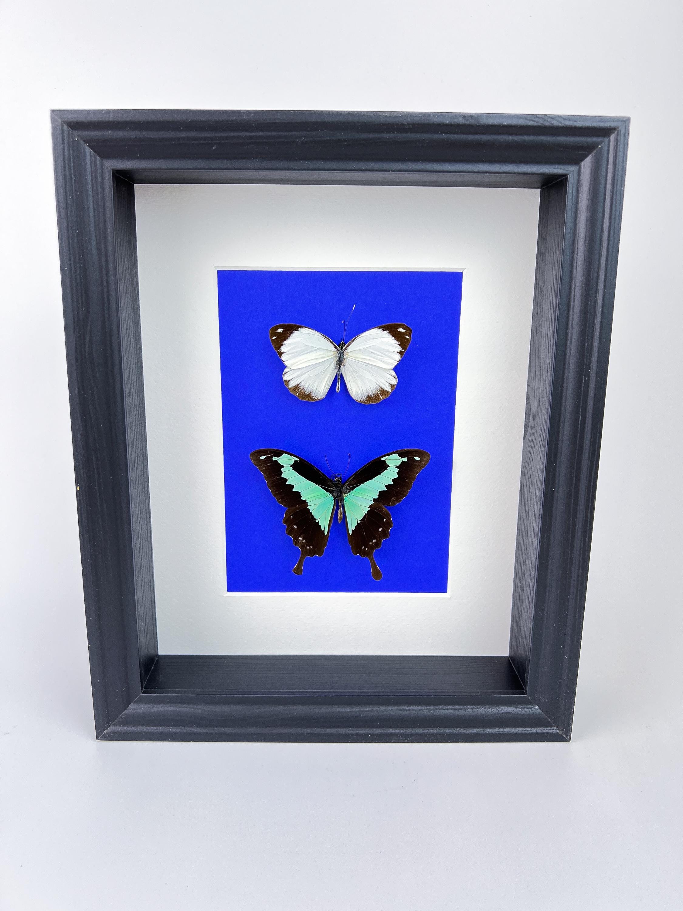 Papilio Phorcas en Appias in lijst