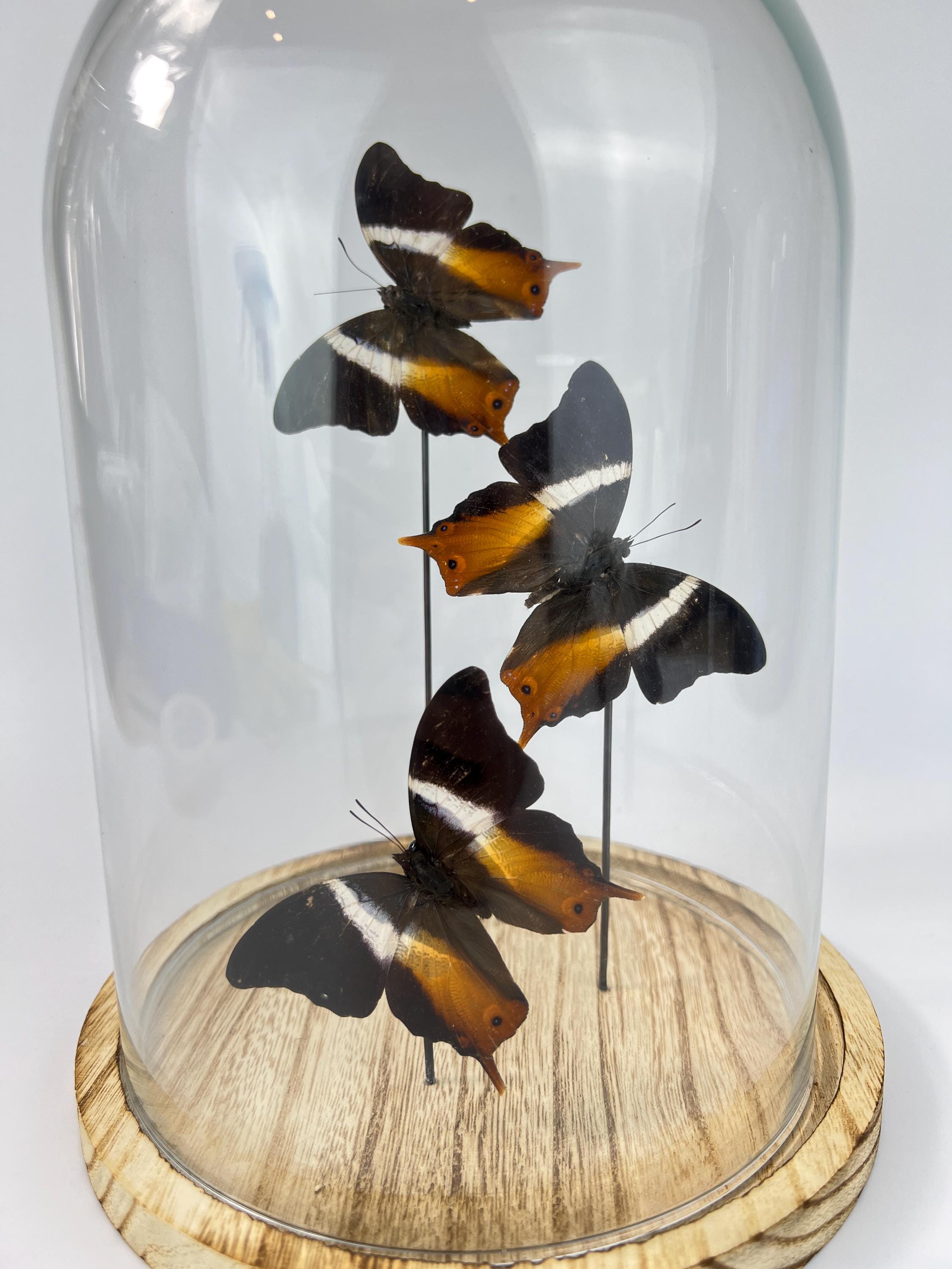 Echte vlinders Palla Publius in stolp 31x23 cm