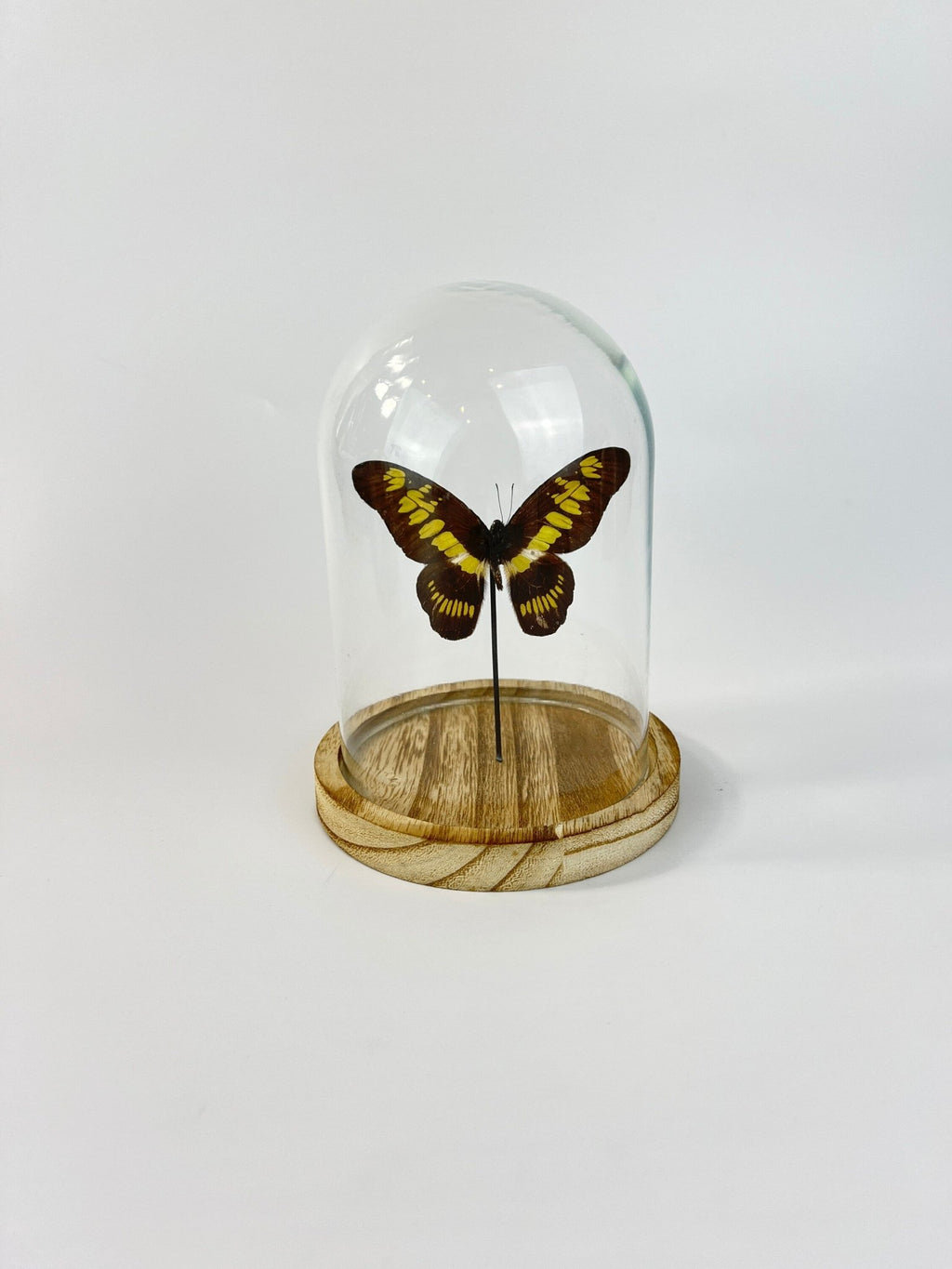 Graphium Latreillanus Theorini in einer Glasglocke von KEY LIME STORE