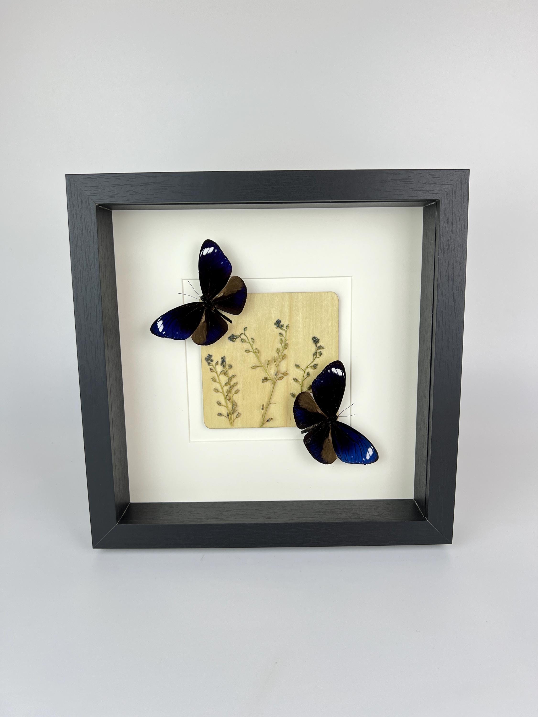 Euploea Mulciber mit Trockenblumen im Rahmen