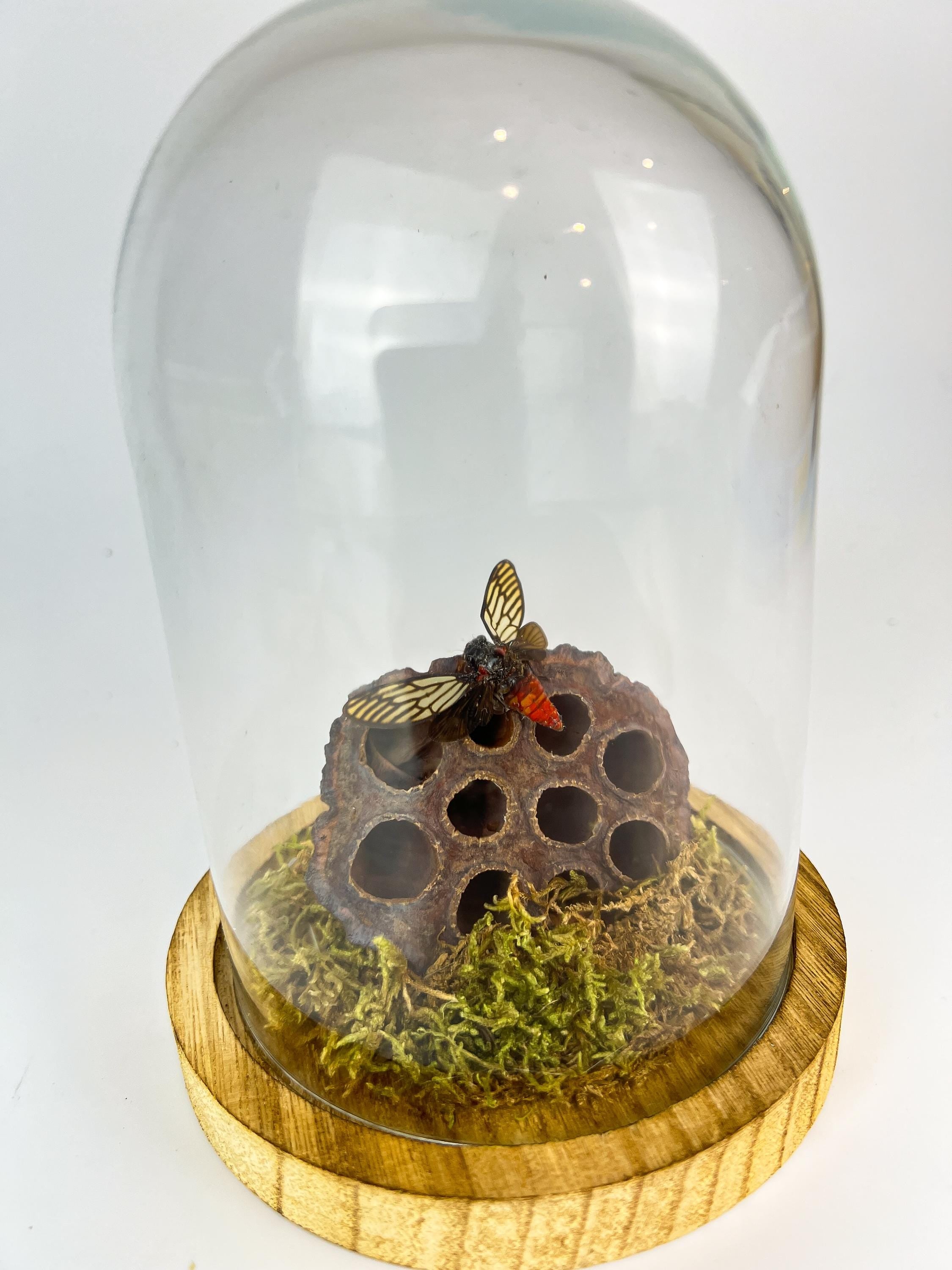 Echt insect | Huechys Incarnata Cicada met mos en gedroogde lotus bloem in stolp (17x13cm)
