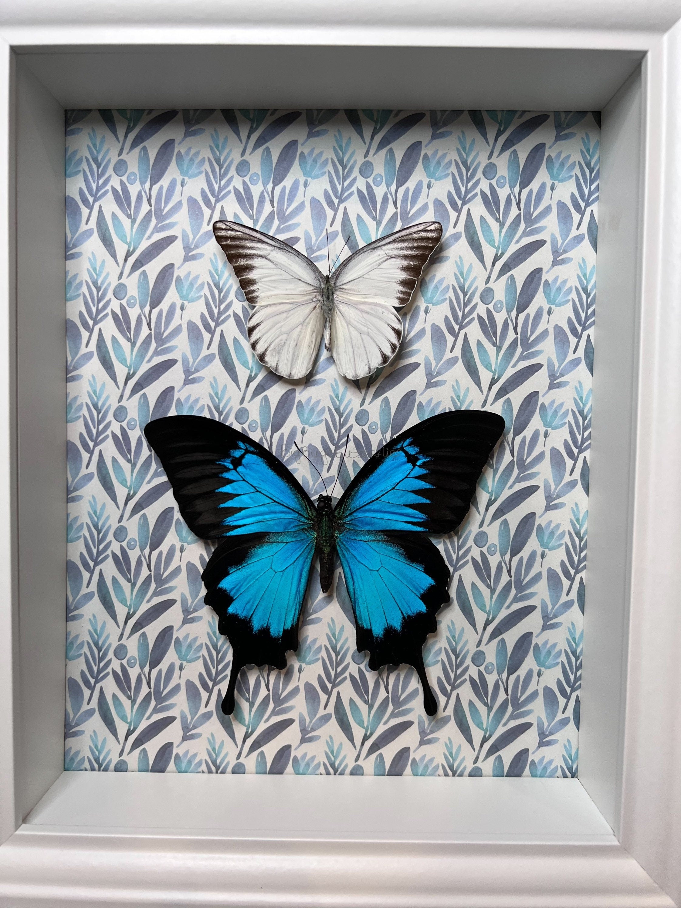 Papilio Ulysses en Appias Hombroni in lijst met print