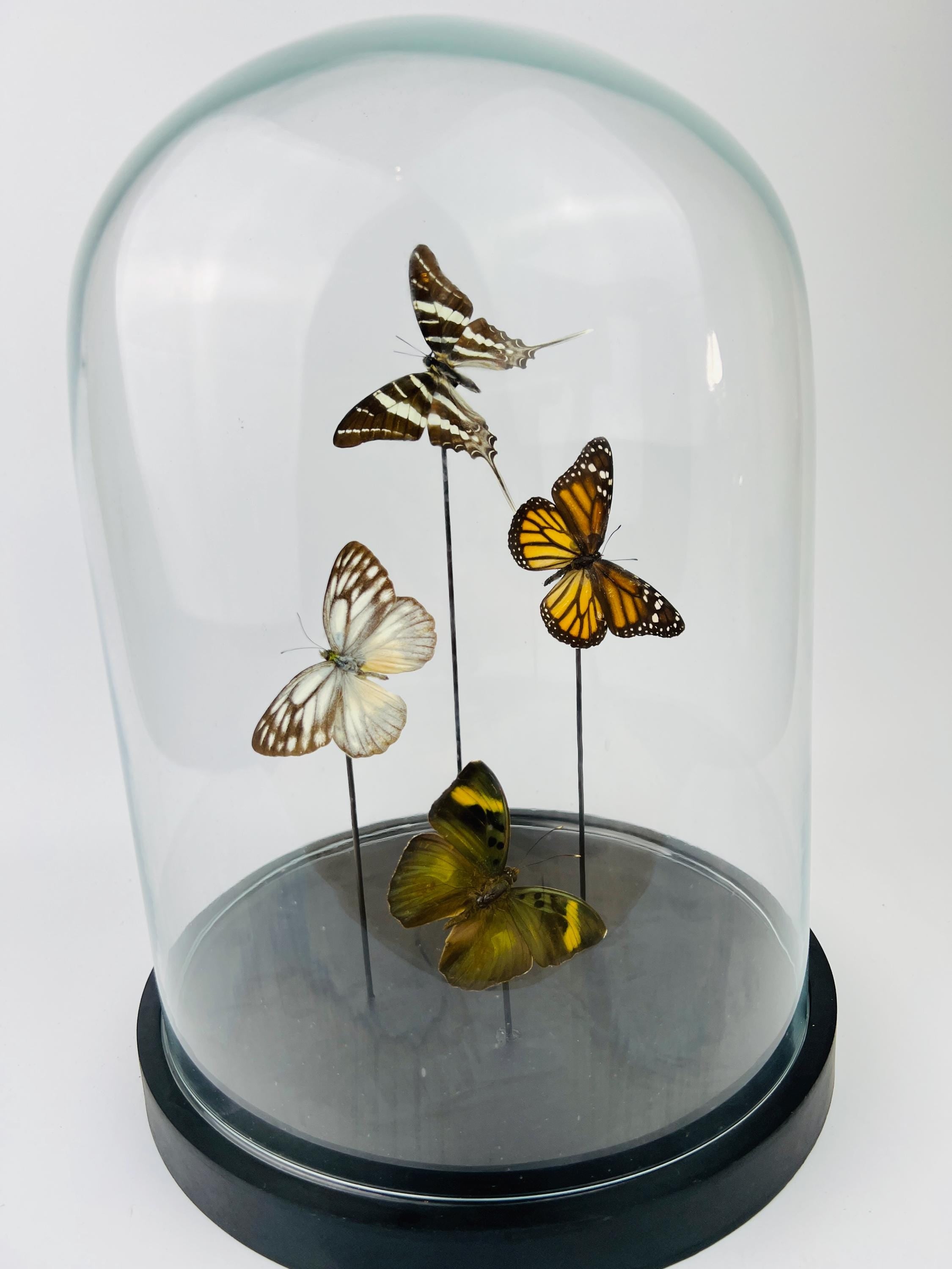 Mix vlinders in stolp