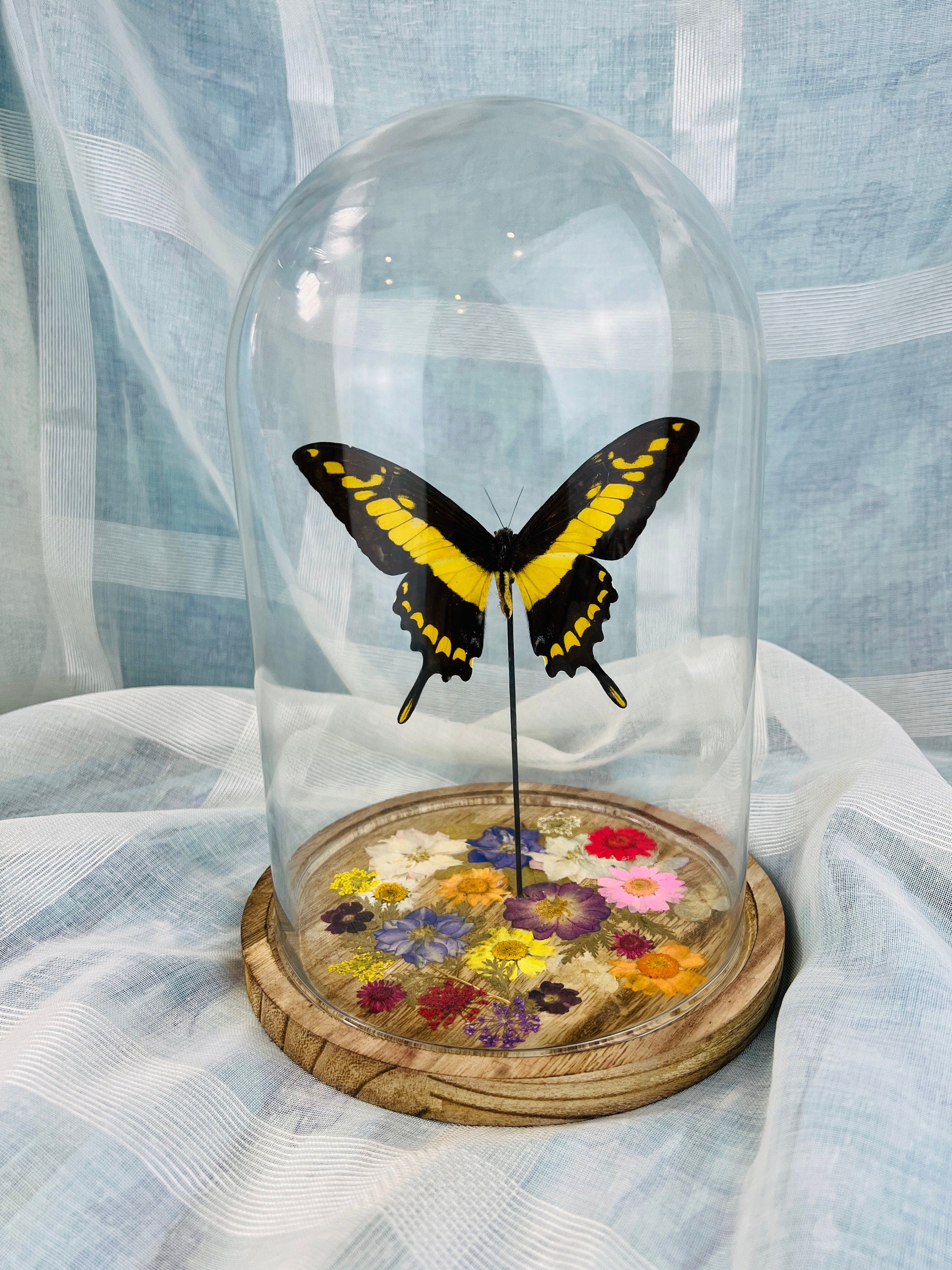 Papilio Thoas Butterfly Encased in Glass Dome | Dried Flower Decor | 25x17 cm | Real Eye-Catching Interior Decor