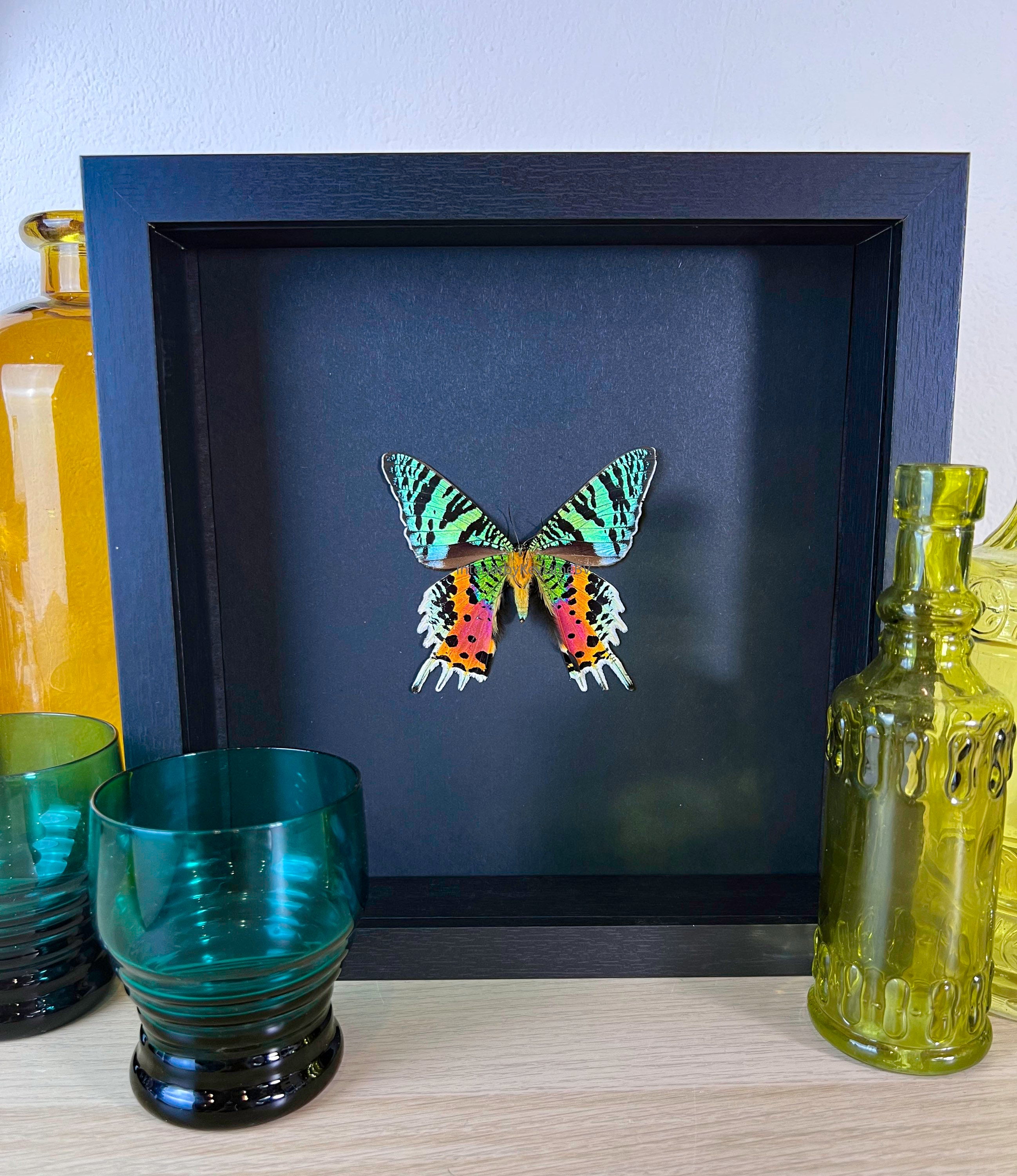 Echte ingelijste vlinder Urania Ripheus