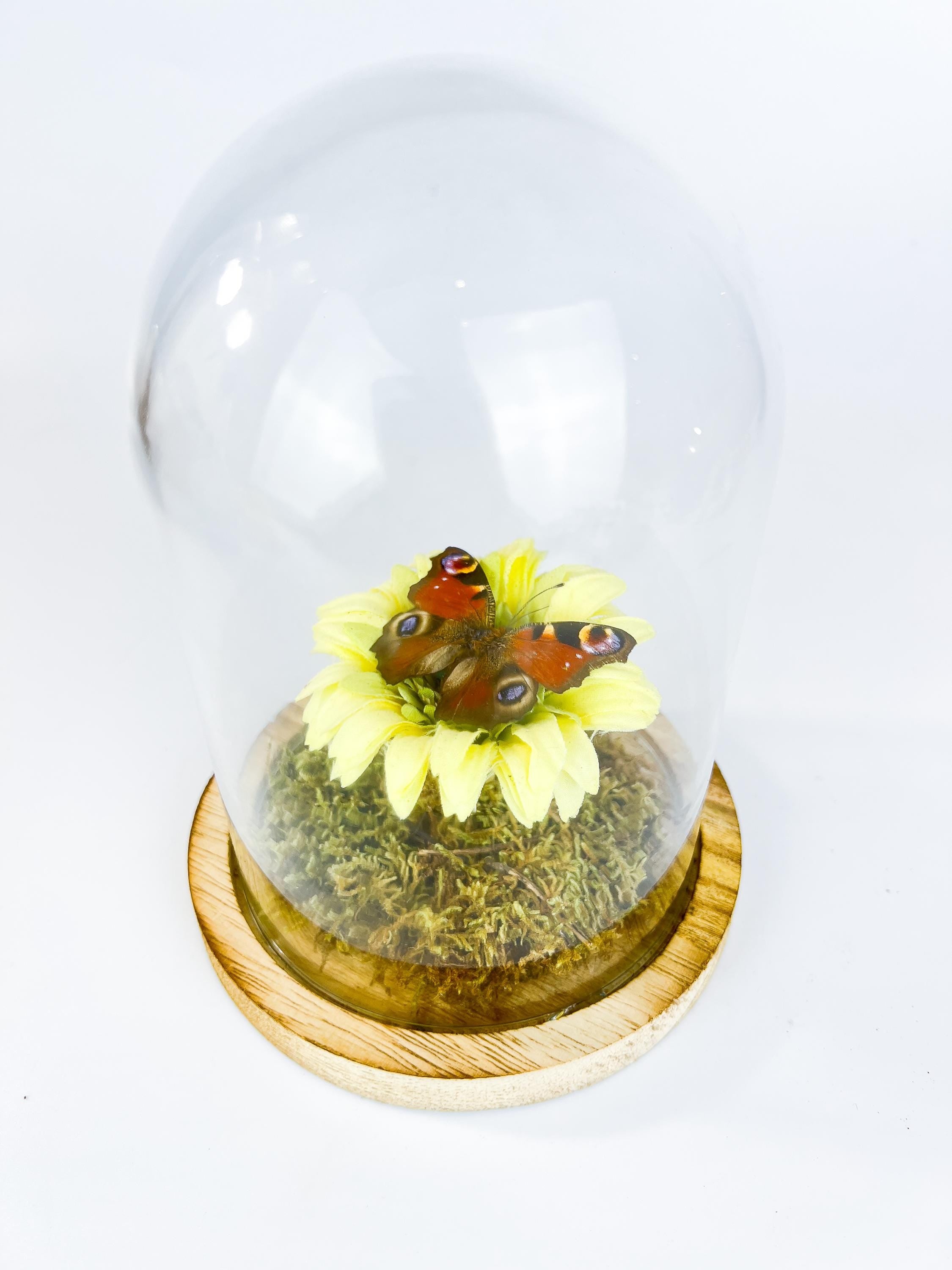 Echte vlinder | Aglais Io op een faux gele boem op echt mos in stolp (17x13cm)