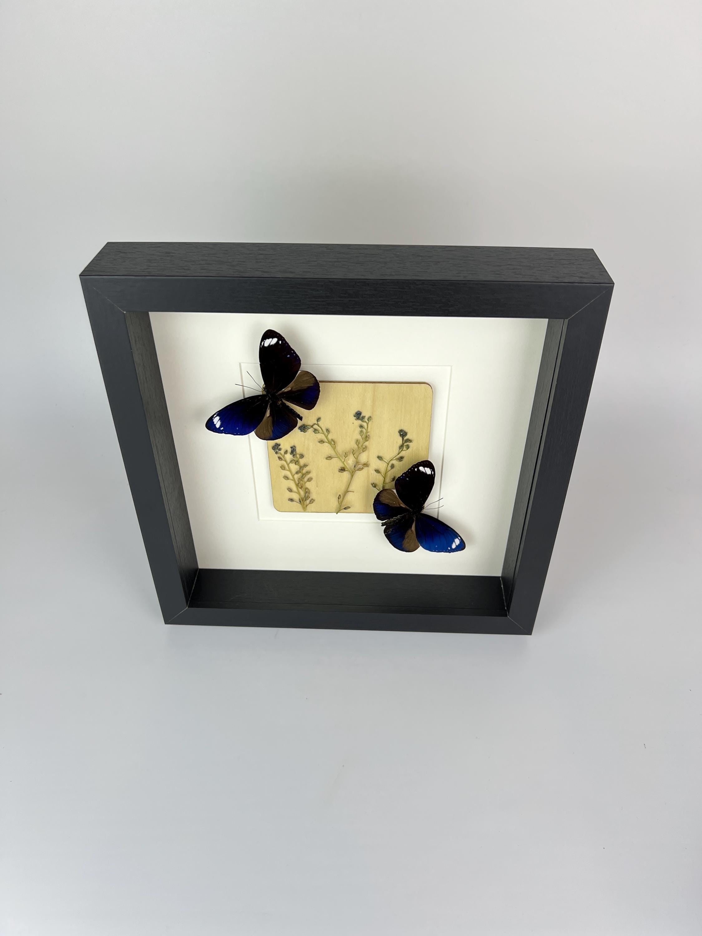 Euploea Mulciber mit Trockenblumen im Rahmen