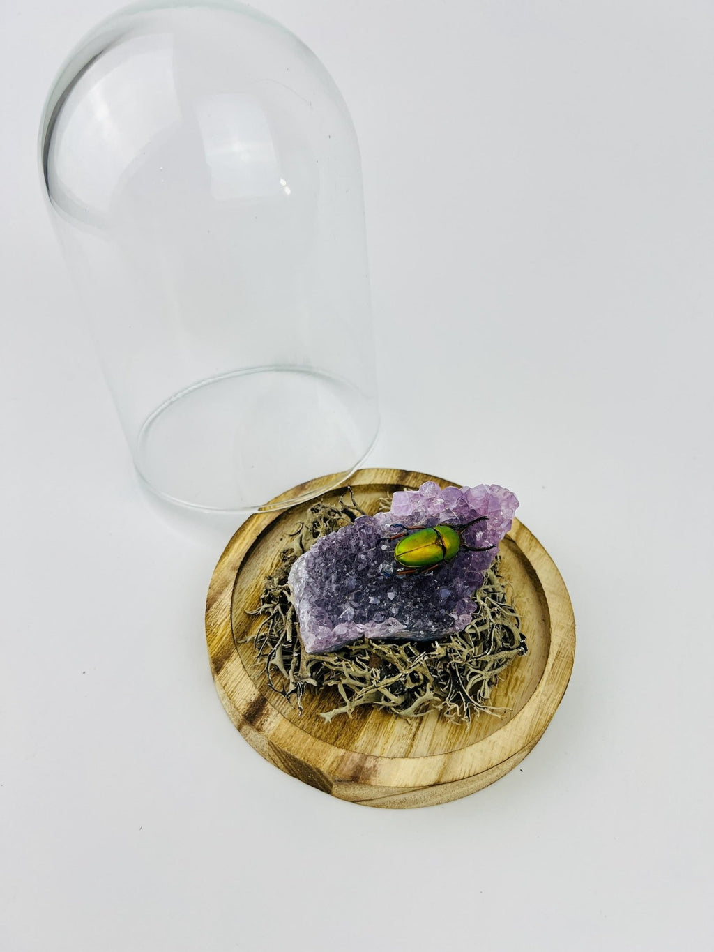 Schillernder Käfer auf einem Amethyst unter einer Glasglocke von KEY LIME STORE