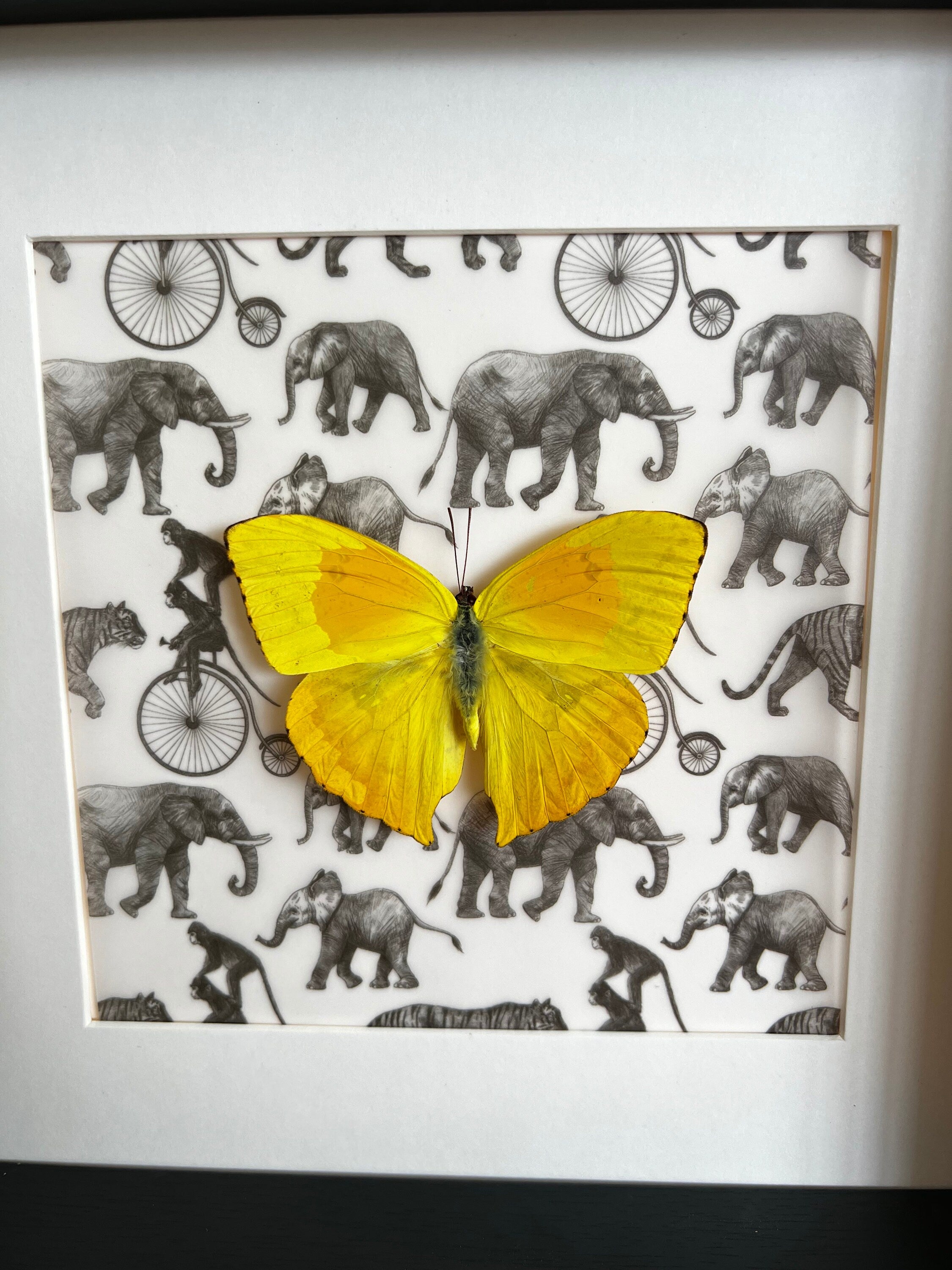 Phoebis Philea op print in lijst