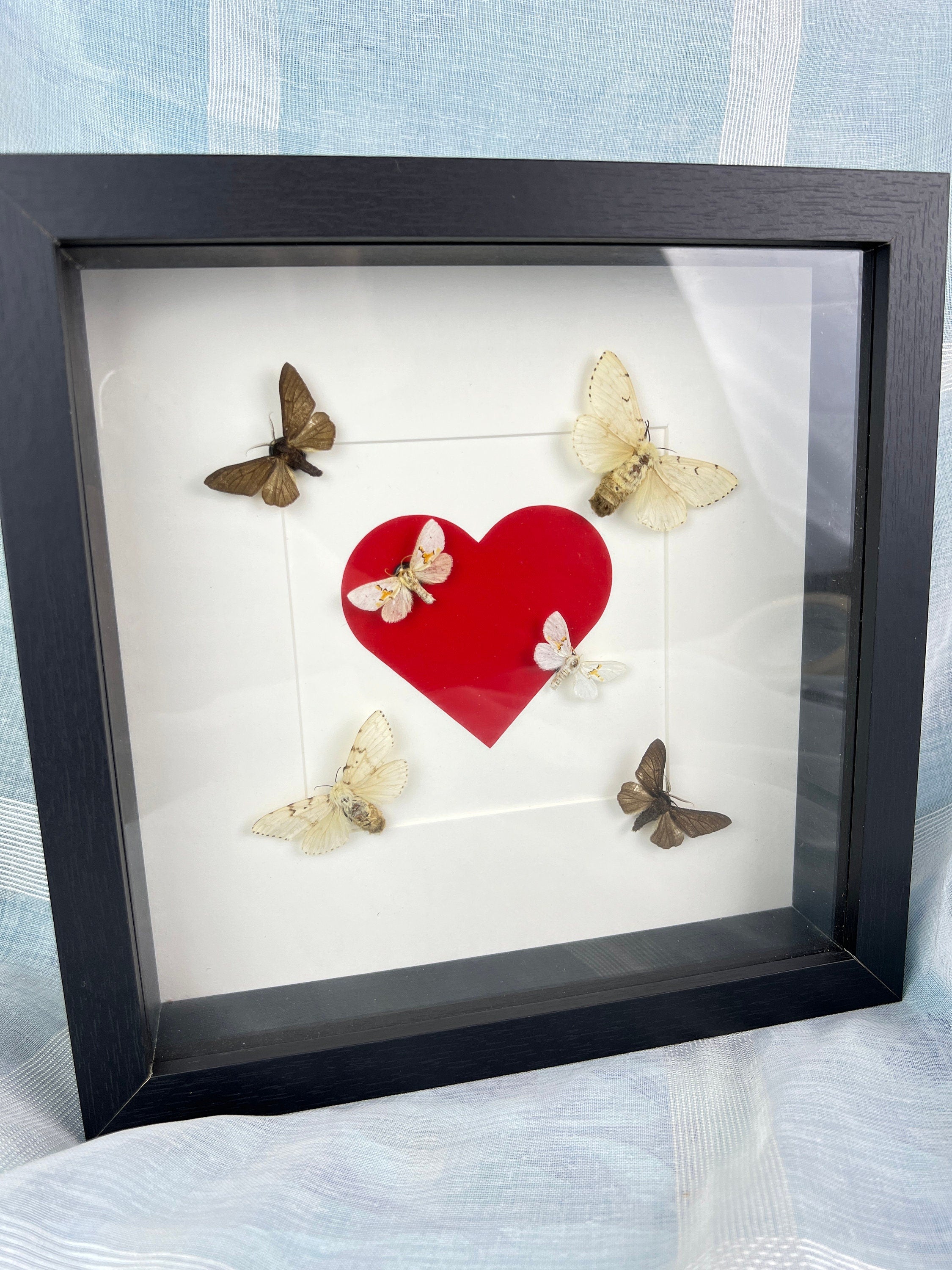 Sechs Motten in einem Rahmen