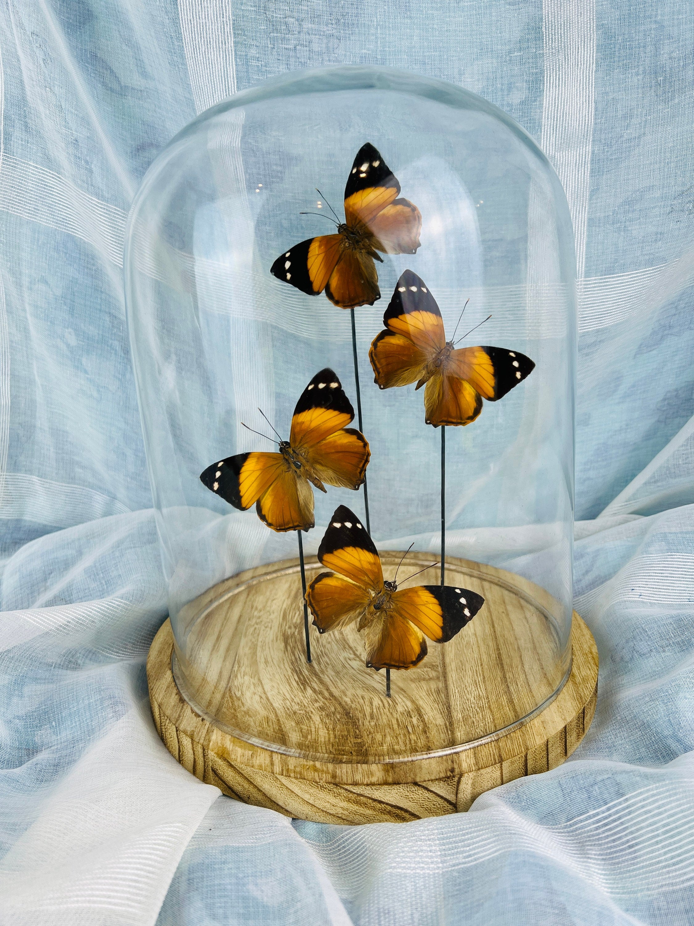 Smyrna Blomfieldia in stolp