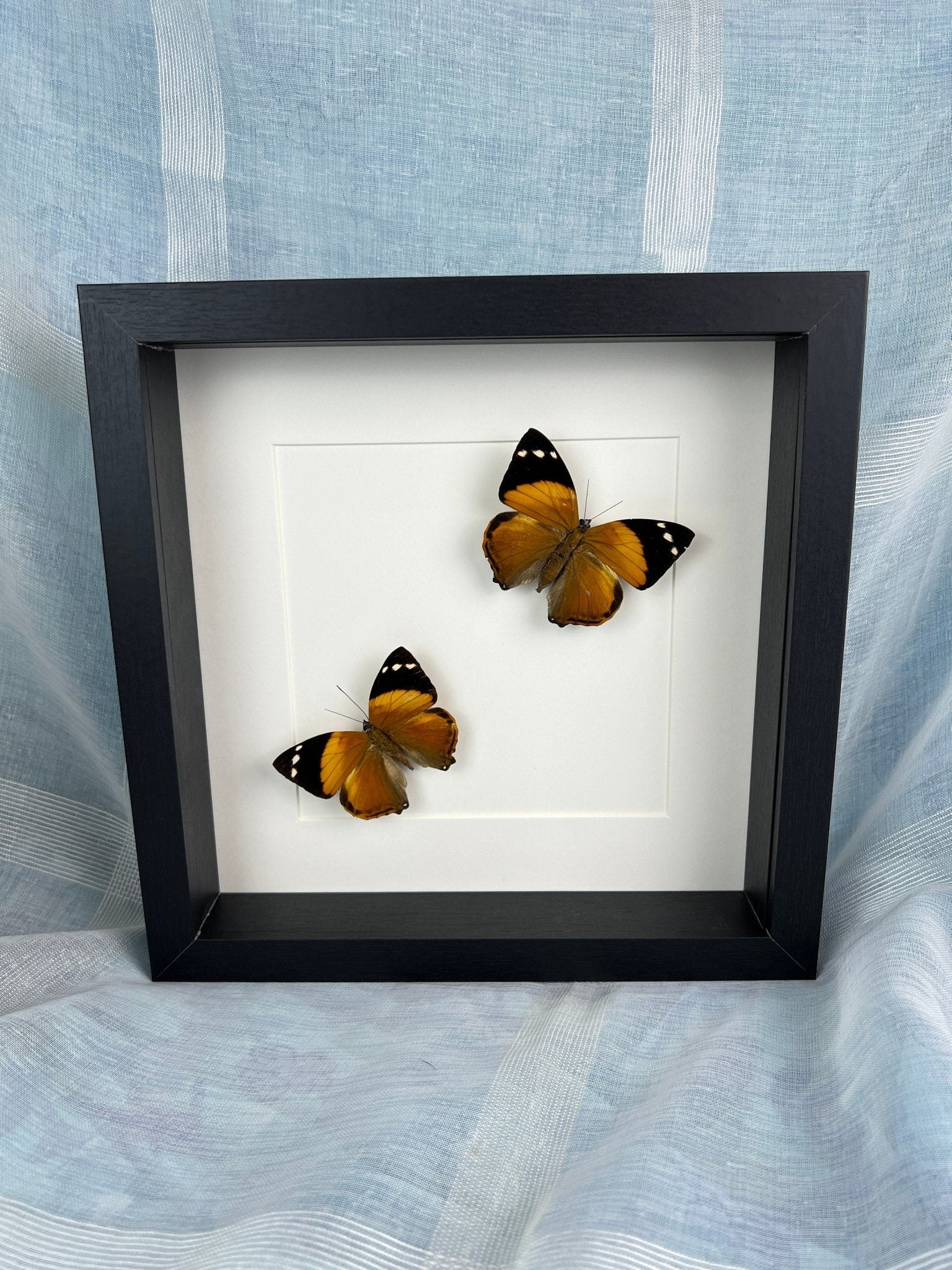 Smyrna Blomfieldia in lijst by KEY LIME STORE