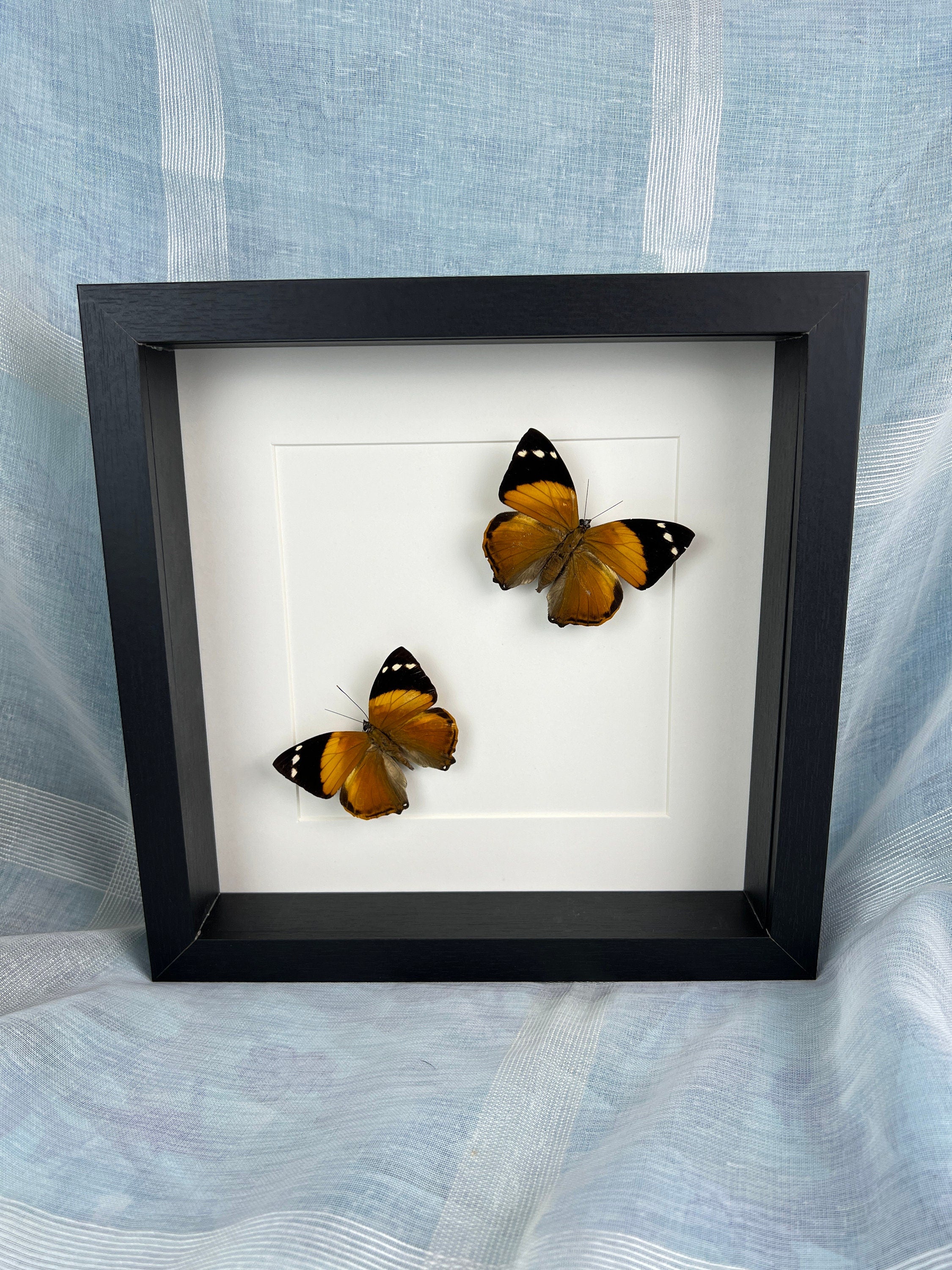 Smyrna Blomfieldia im Rahmen