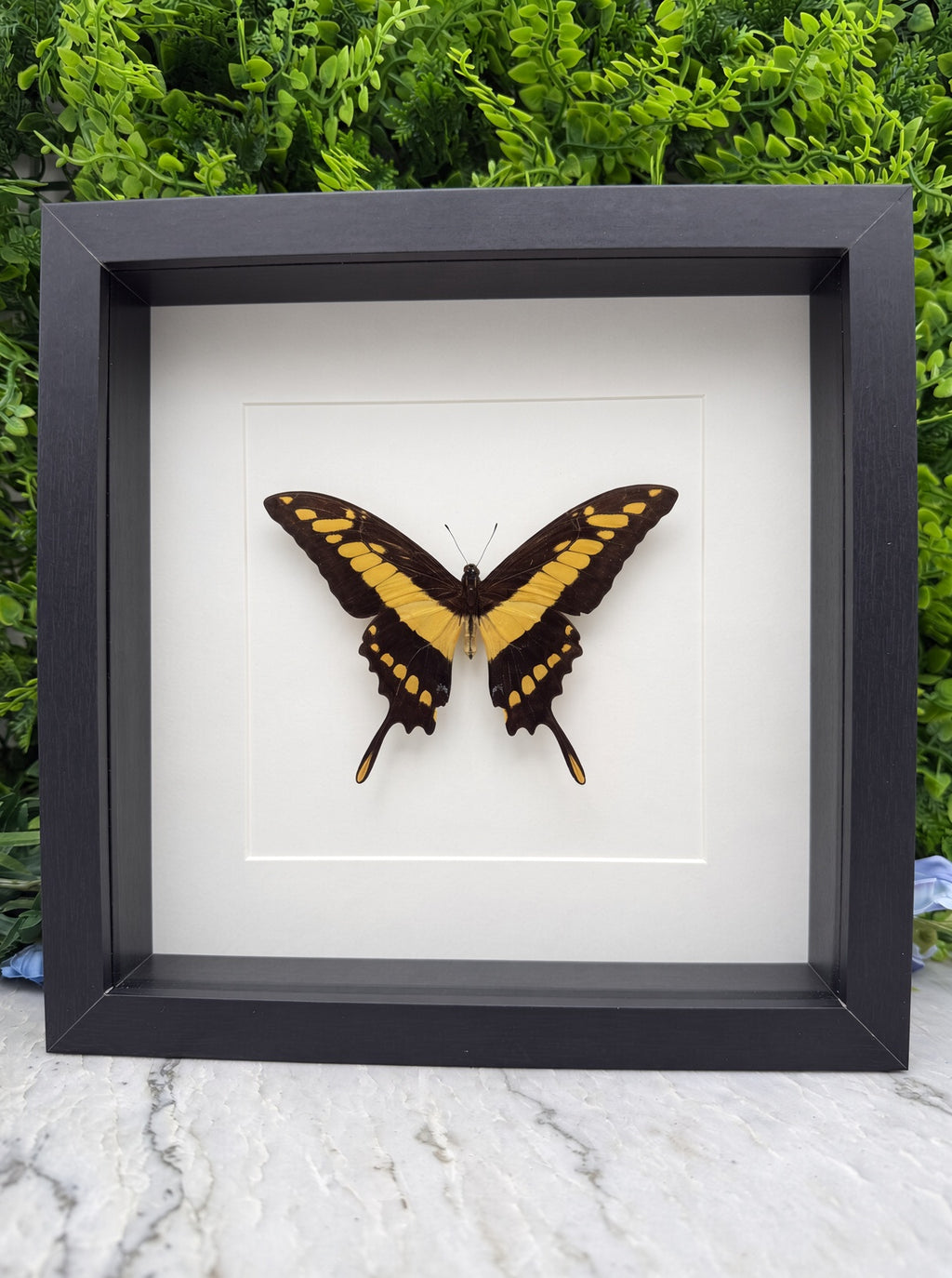 A framed image of a black and yellow butterfly with its wings spread, displayed against a white background.