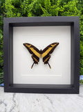 A framed image of a black and yellow butterfly with its wings spread, displayed against a white background.