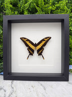 A framed image of a black and yellow butterfly with its wings spread, displayed against a white background.
