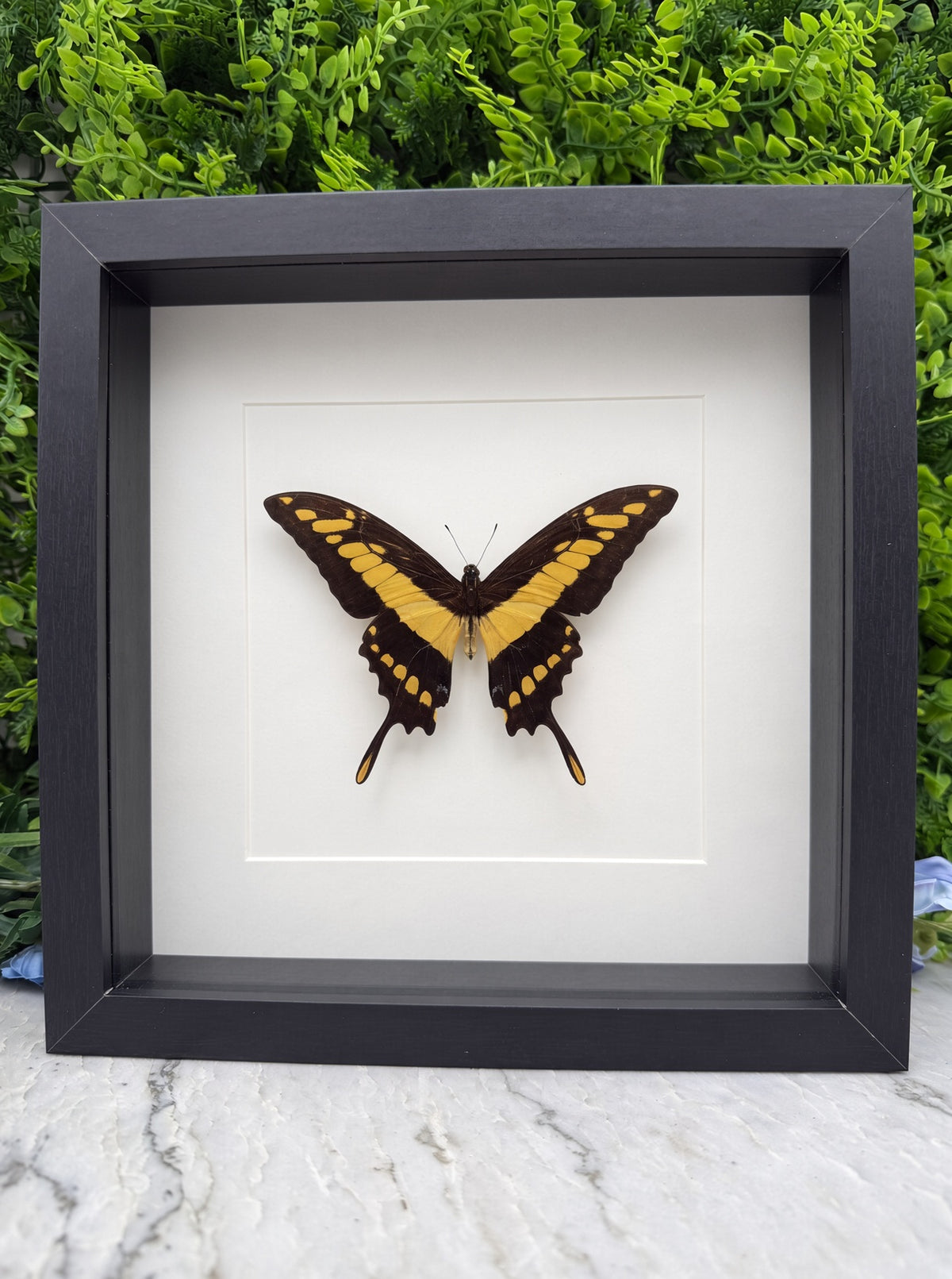 A framed image of a black and yellow butterfly with its wings spread, displayed against a white background.