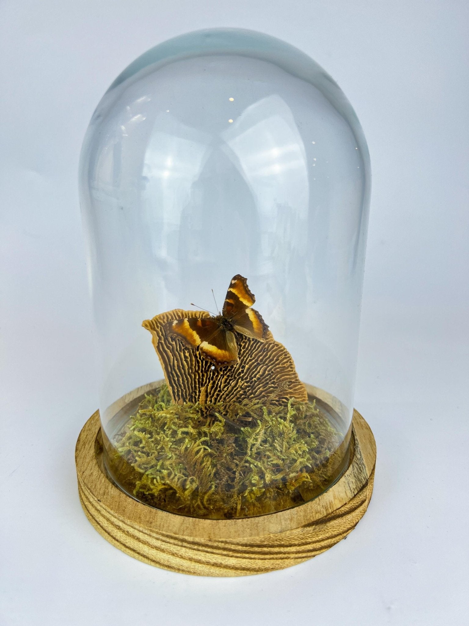 Aglais Milberti in stolp by KEY LIME STORE