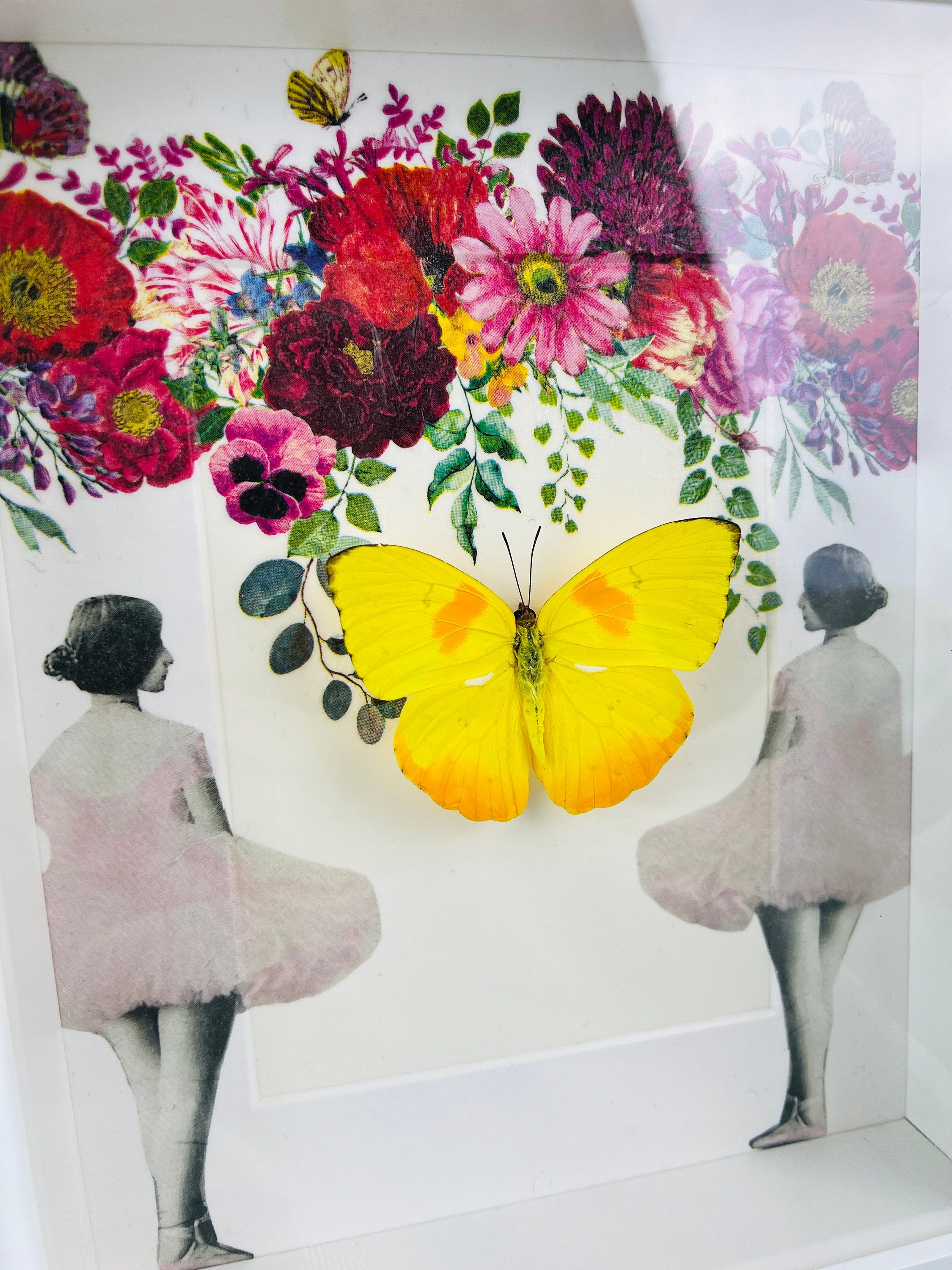 Butterfly Specimen Display - Phoebis Philea Framed with Elegant Decoration