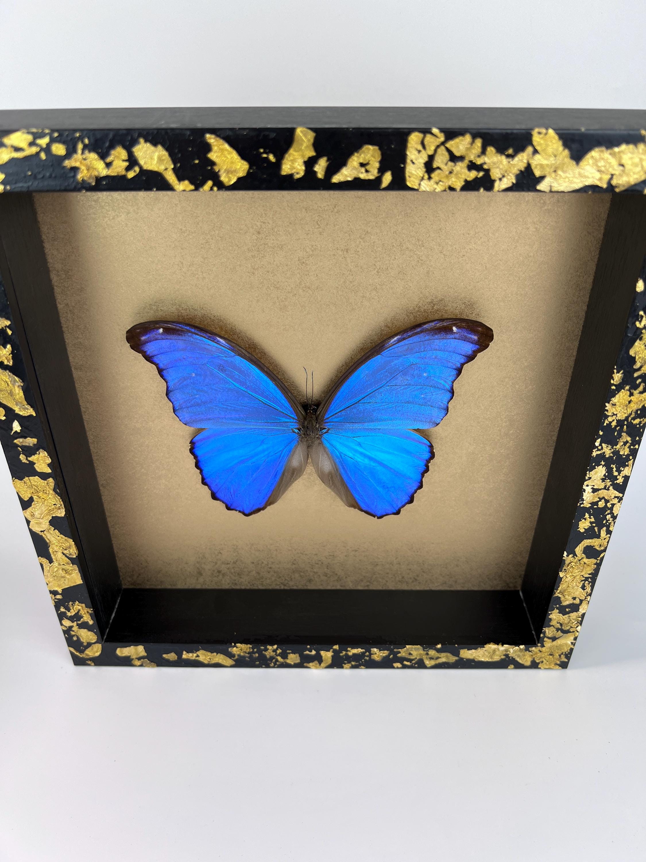 Morpho Didius auf Blattgold, gerahmt