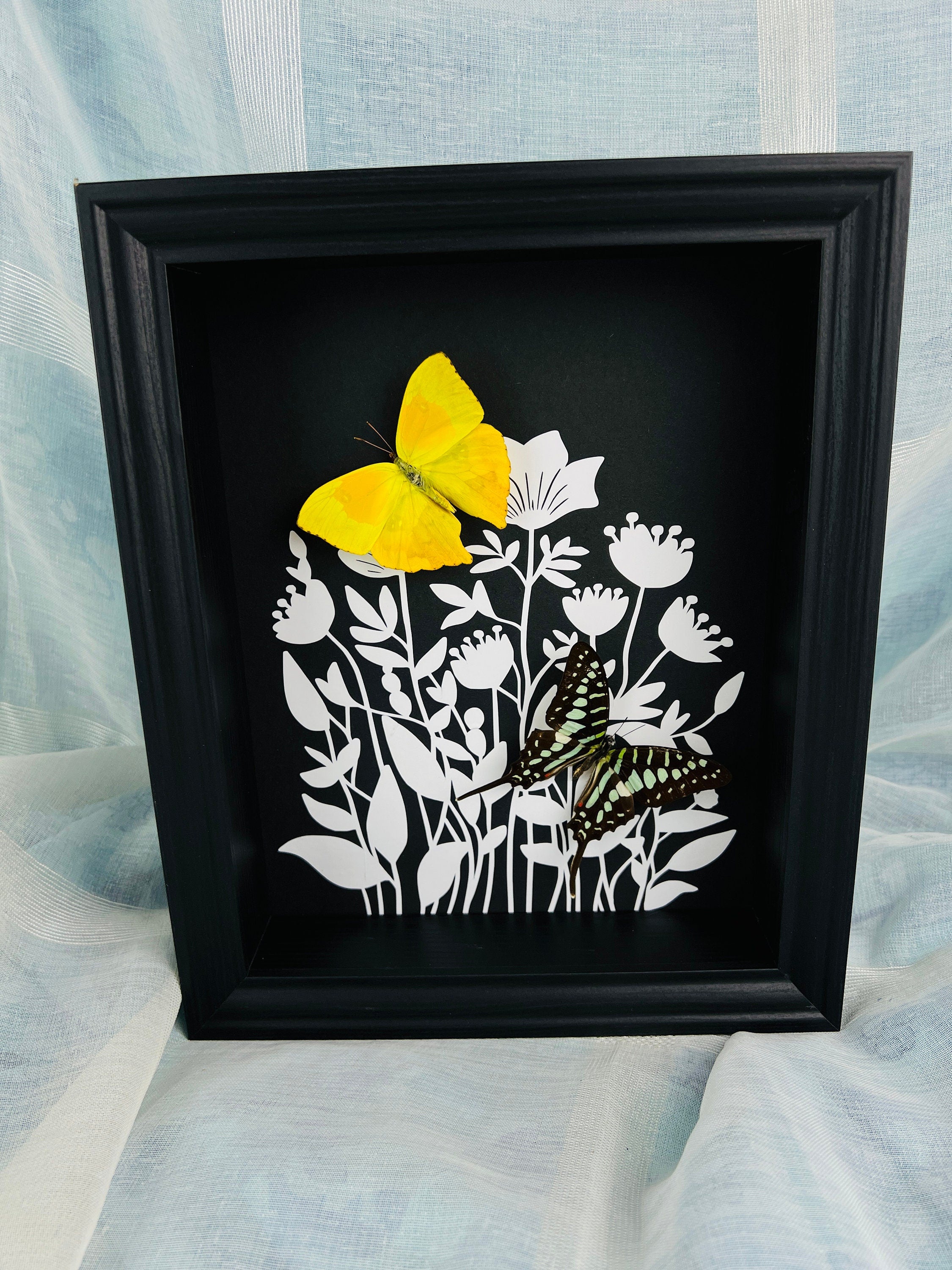 Phoebis Rurina en Graphium Antheus met print in lijst