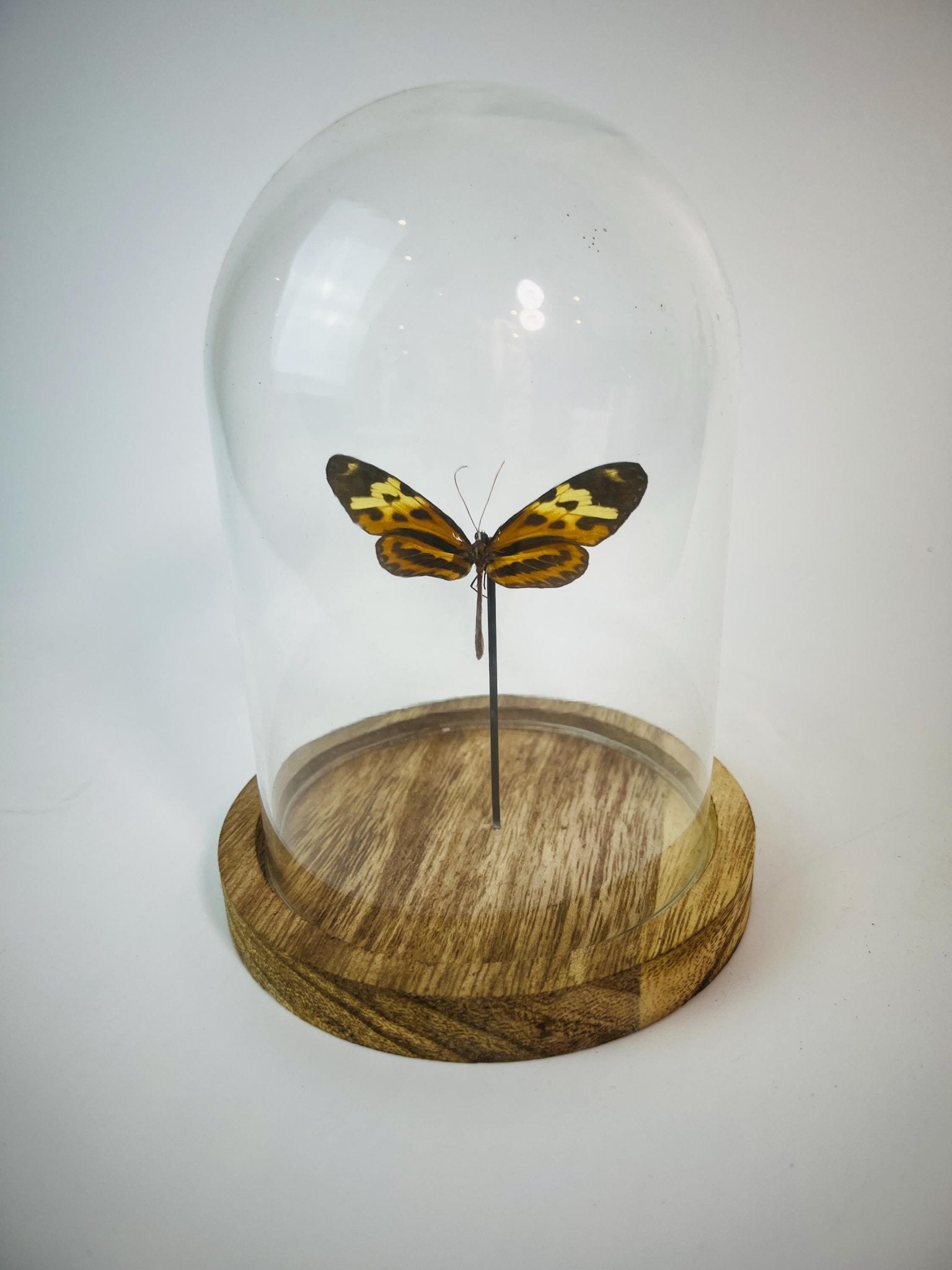 Heliconius in einer Glasglocke von KEY LIME STORE