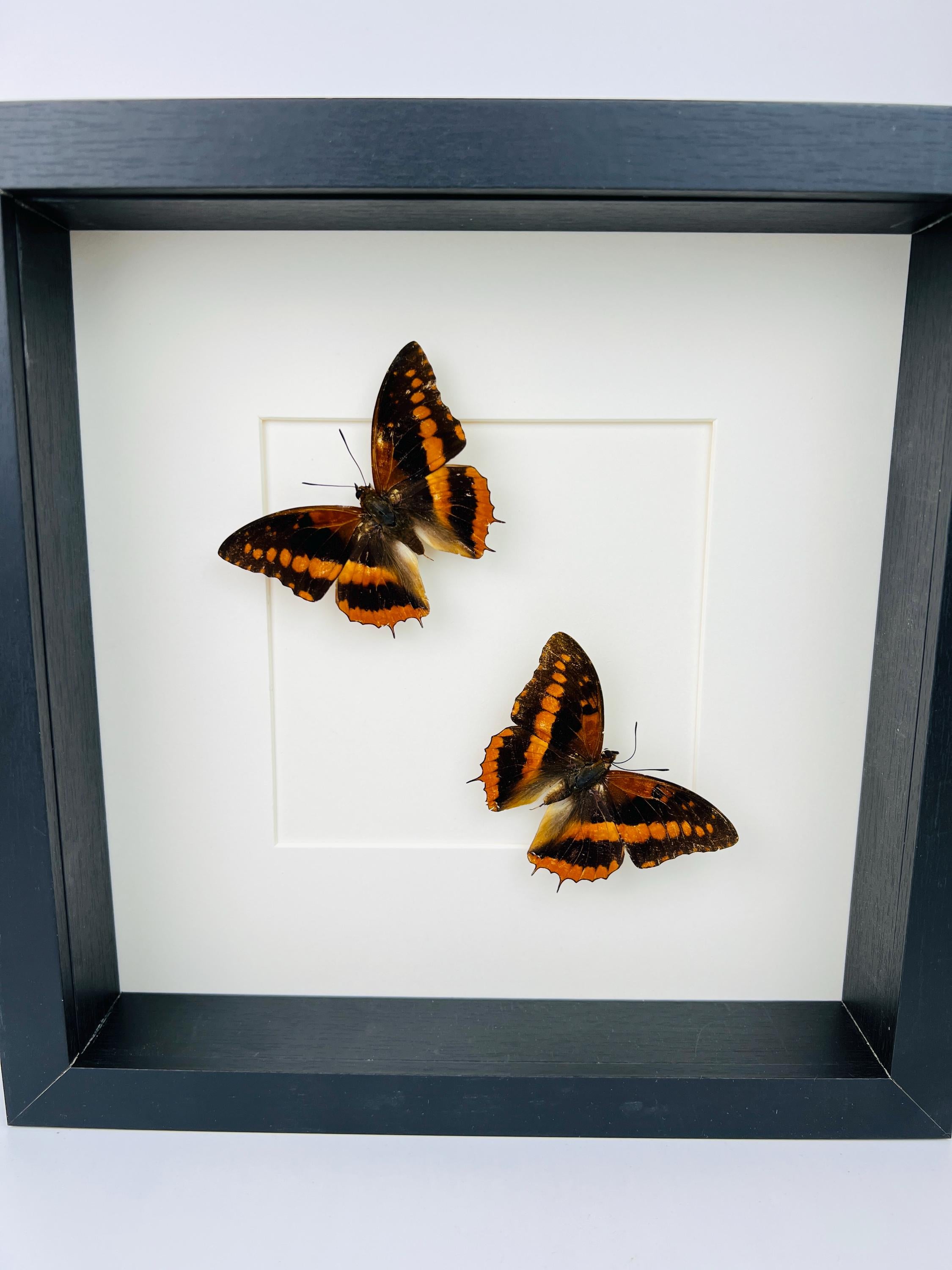 Charaxes Lucretia in einem Rahmen