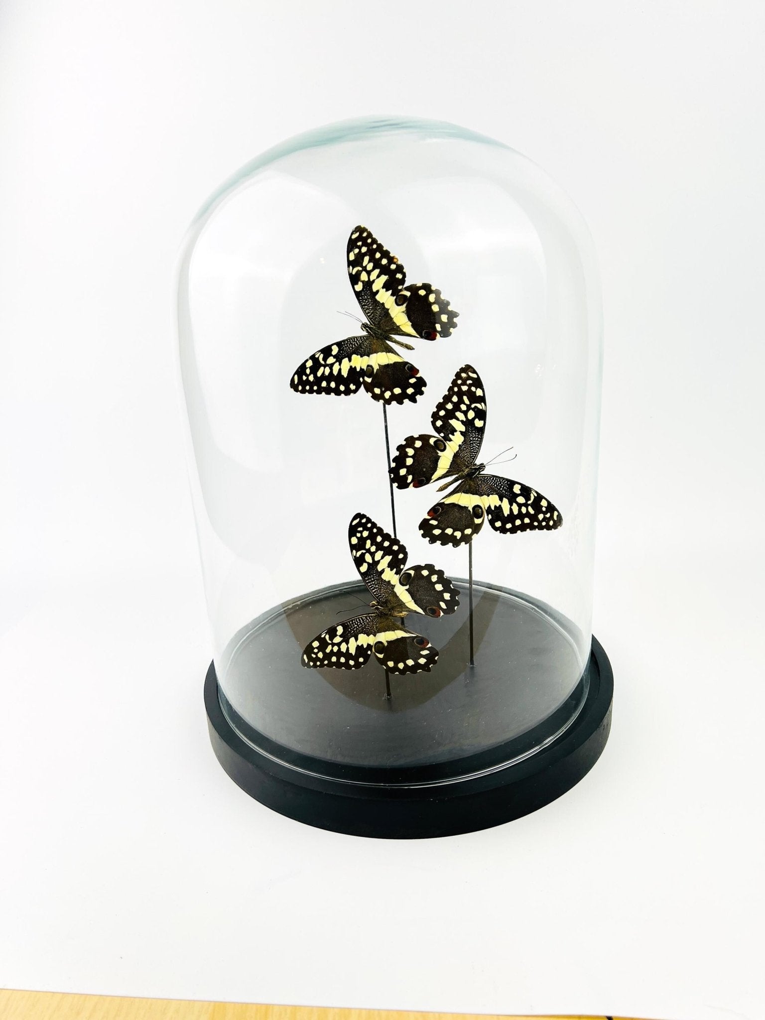 Papilio Demodocus in einer Glasglocke von KEY LIME STORE